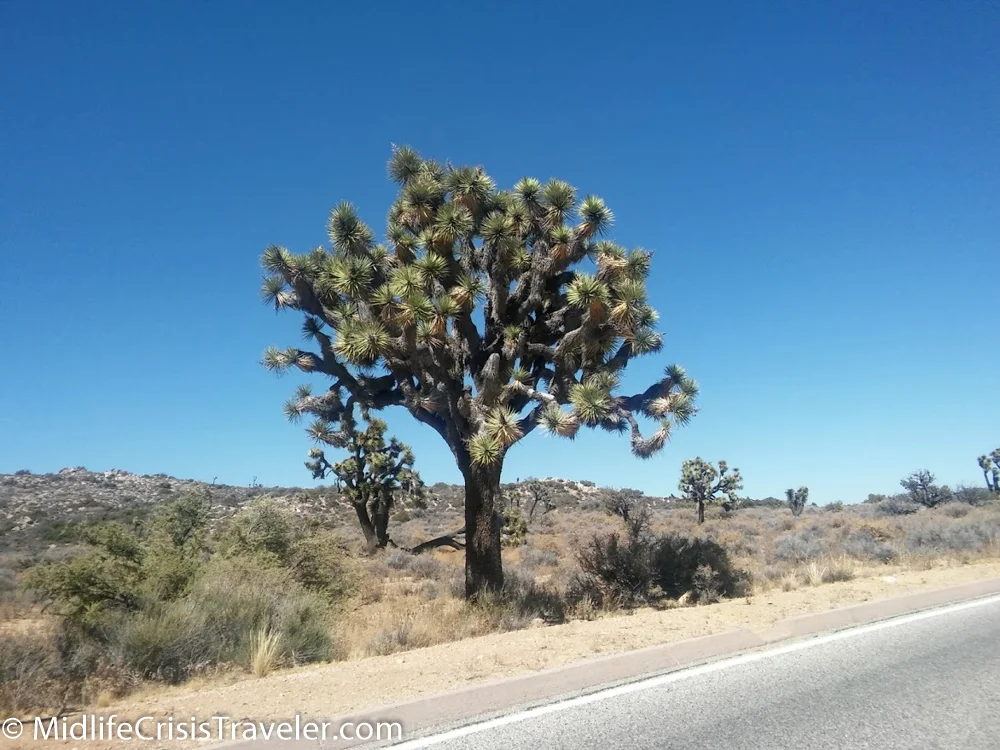 Joshua Tree National Park: Converging Environments
