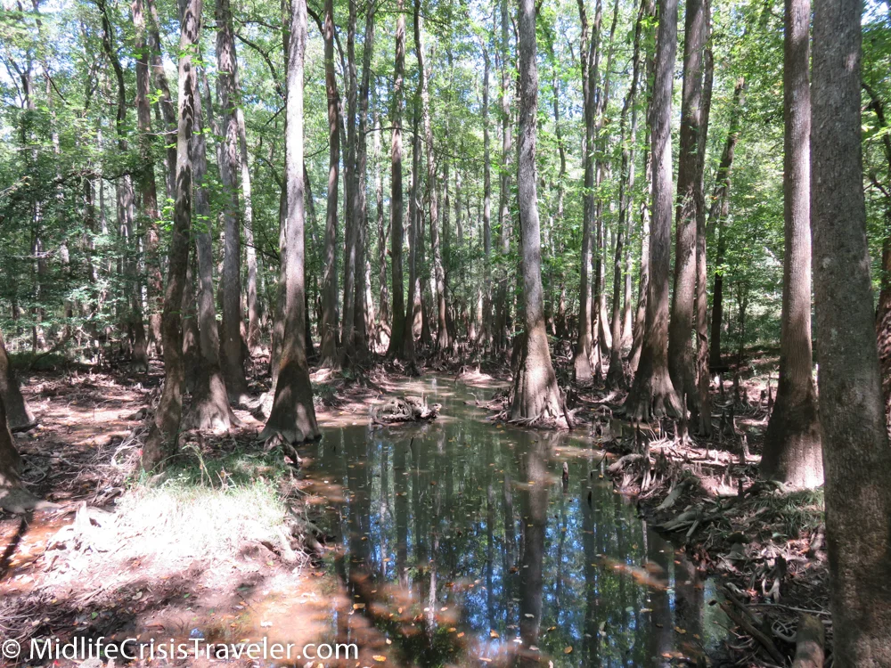 Congaree-1.jpg