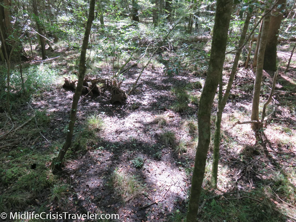 The thick mud seen here helps to maintain a healthy balance in this special forest.