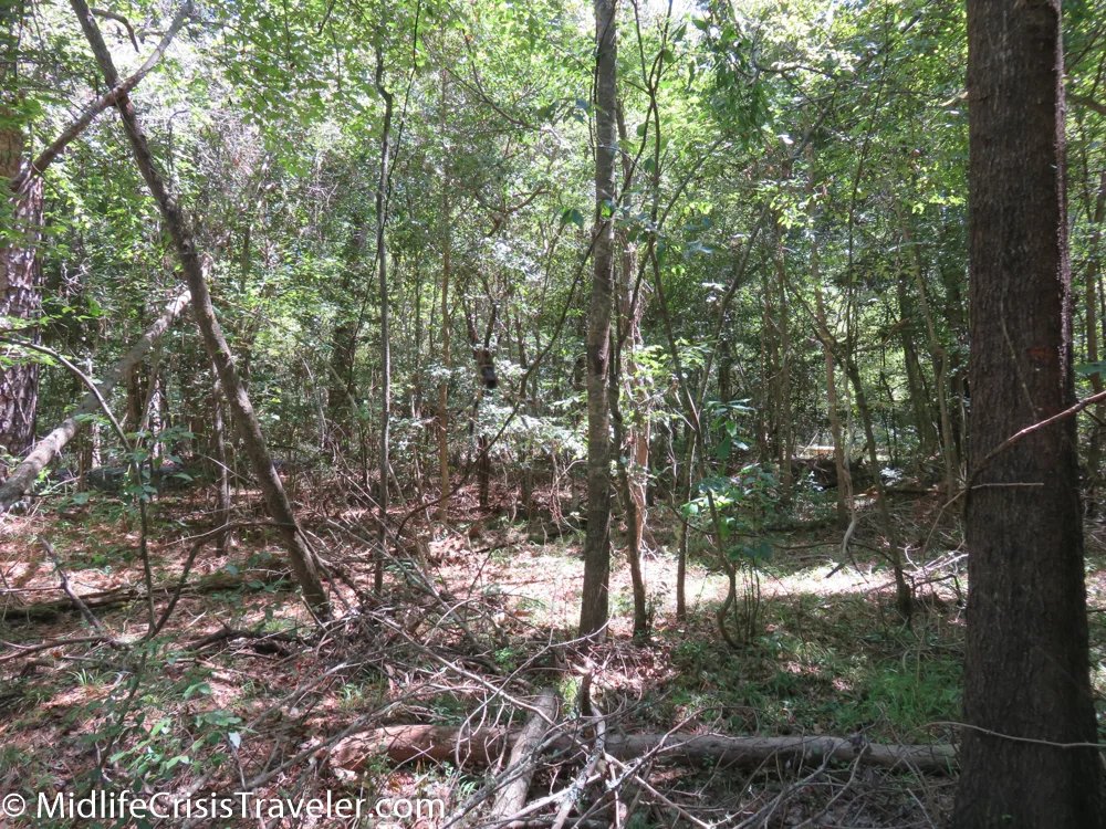 If you look closely just above the center of this picture, you can see a rather large spider resting in its web.