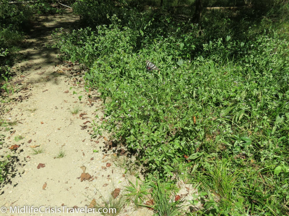 A colorful black butterfly travels along the brush.