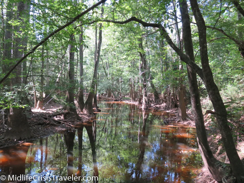 Congaree-30.jpg