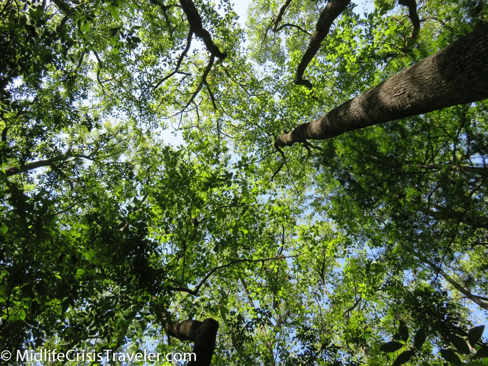 Congaree-36.jpg