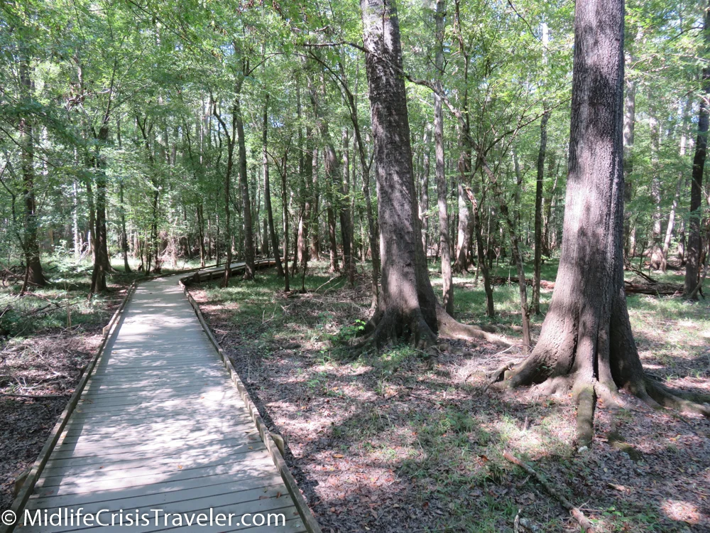 Congaree-38.jpg