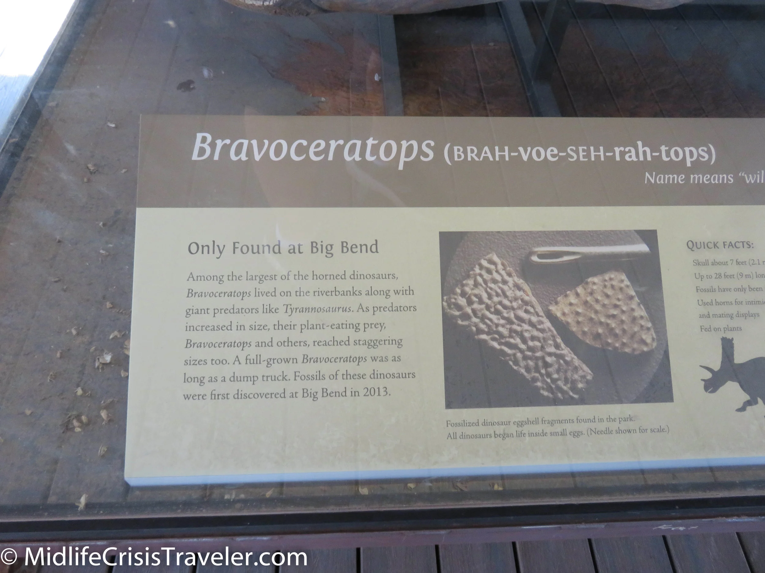 Big Bend Fossils-23.jpg