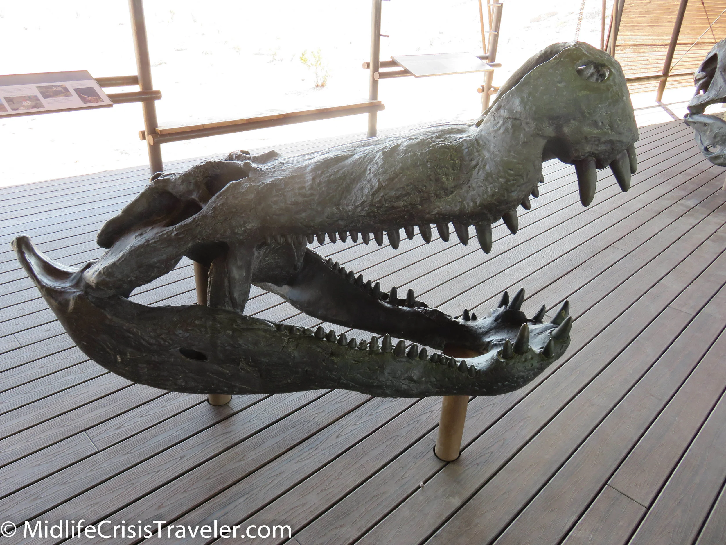 Big Bend Fossils-13.jpg