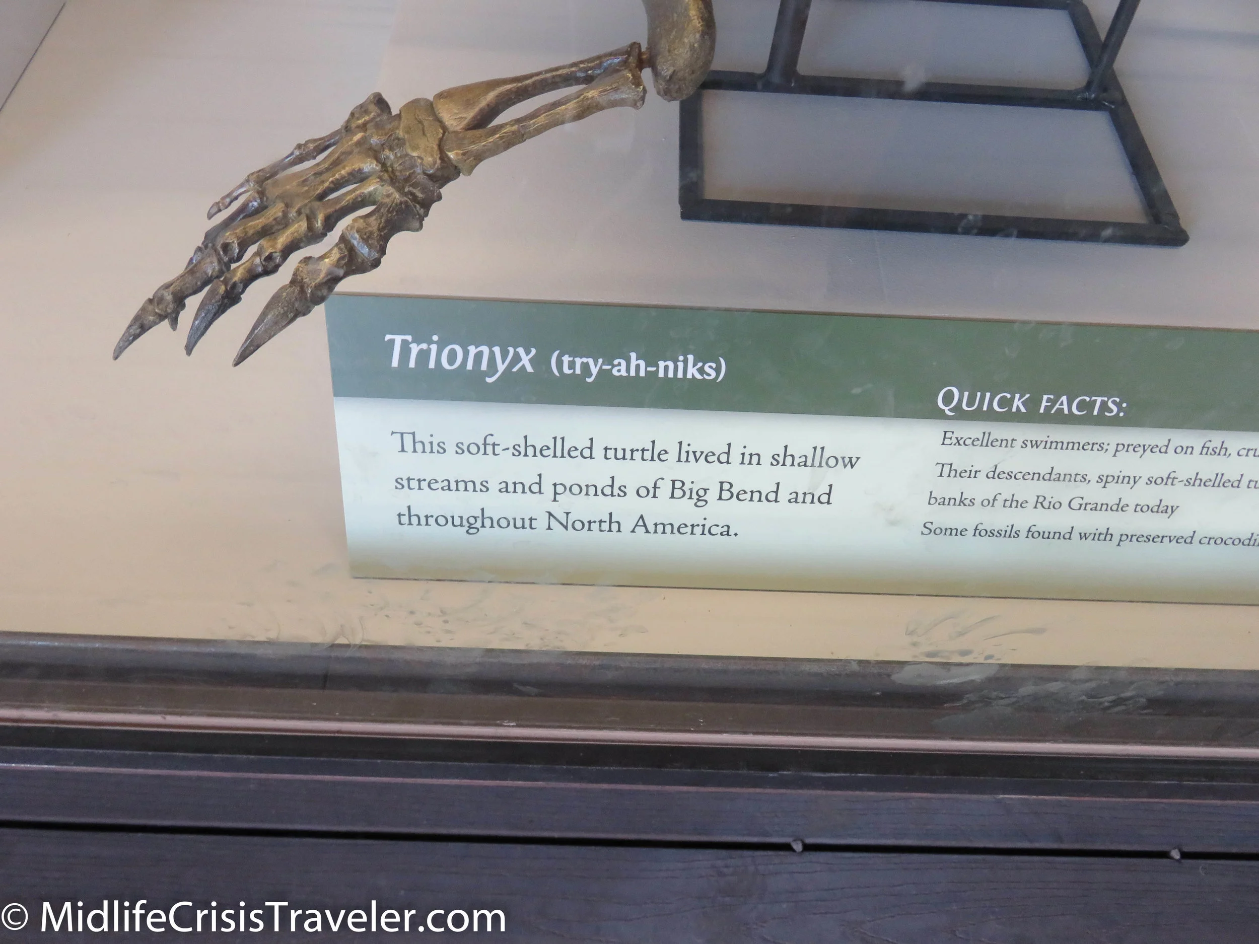 Big Bend Fossils-10.jpg