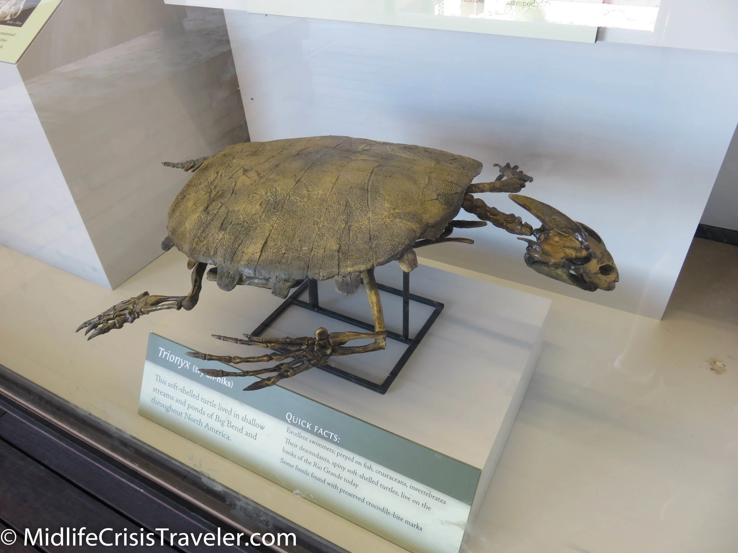 Big Bend Fossils-9.jpg
