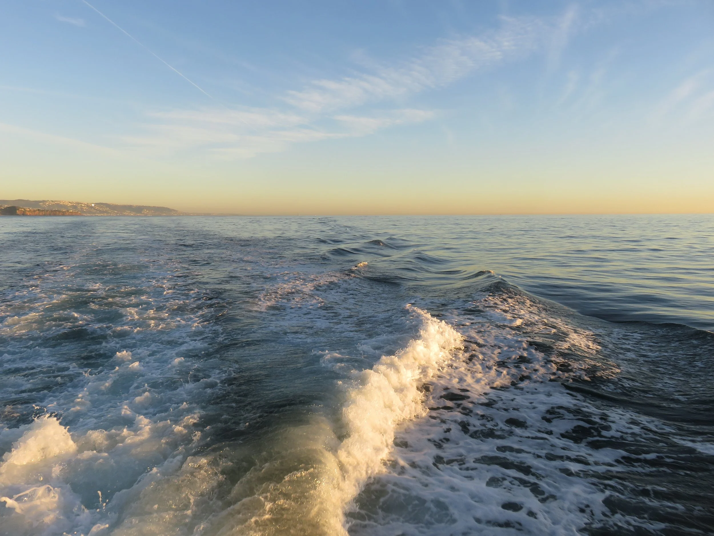 Whale Watching