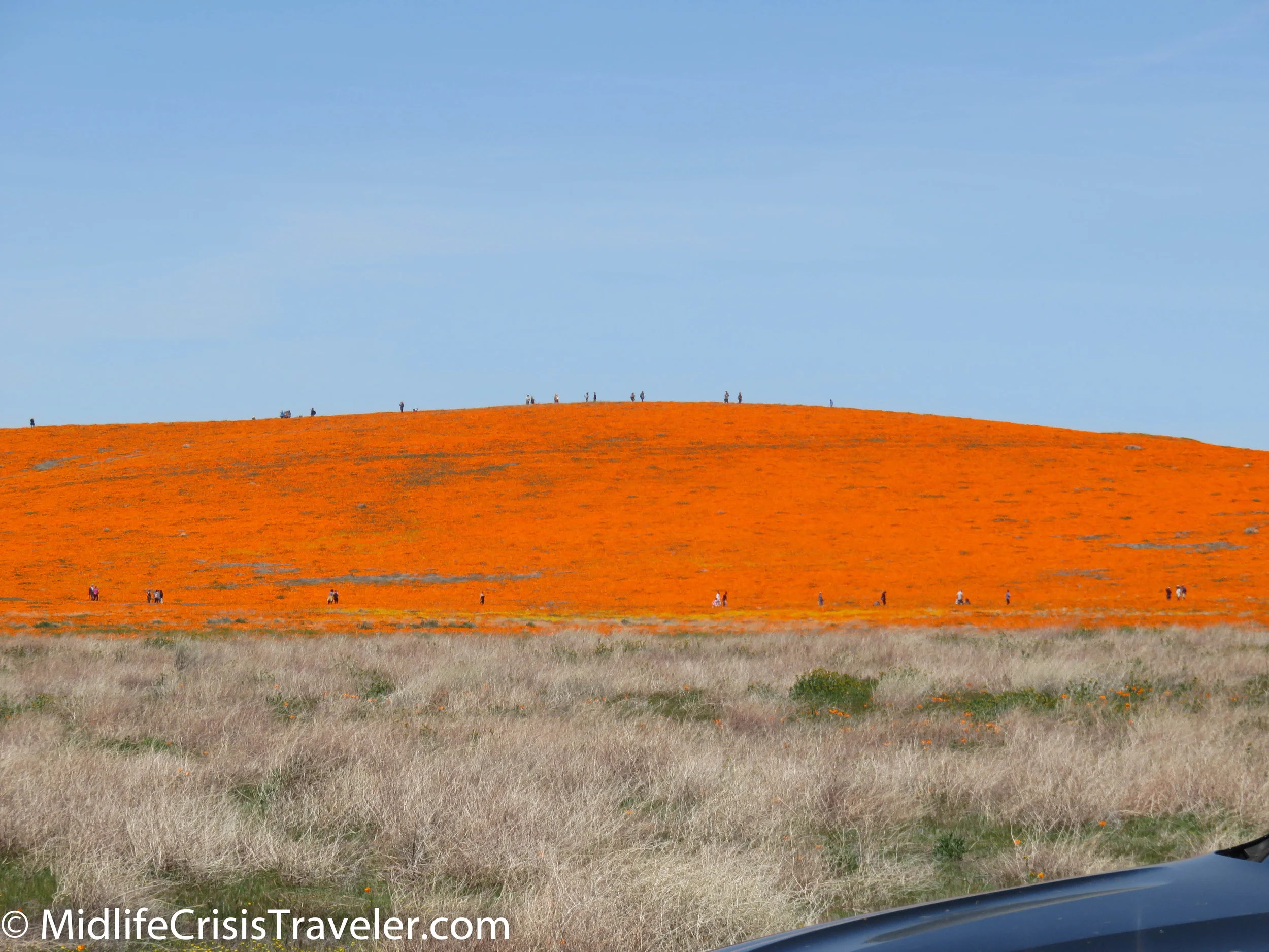 2019 Super Bloom-125.jpg