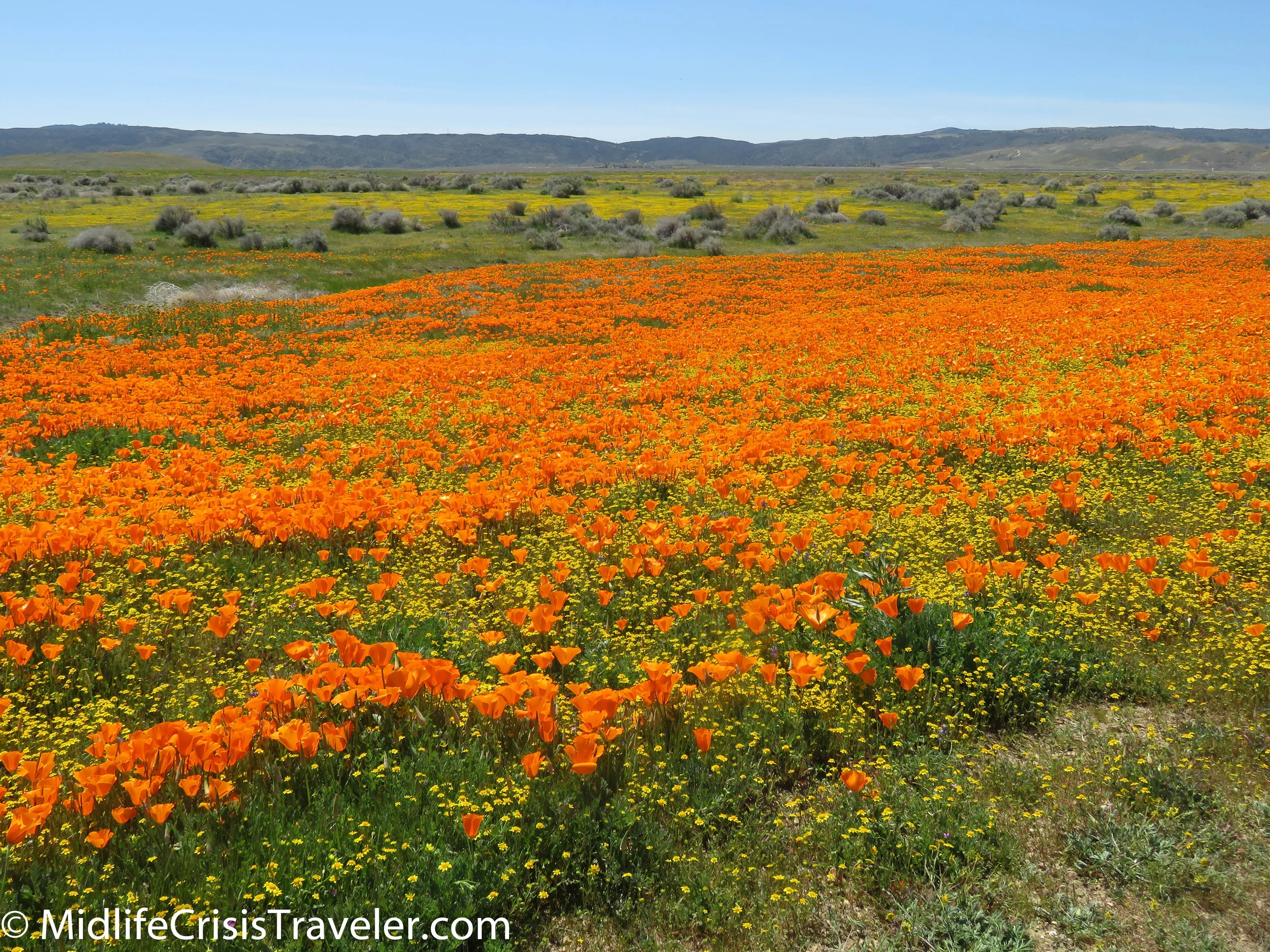 2019 Super Bloom-114.jpg