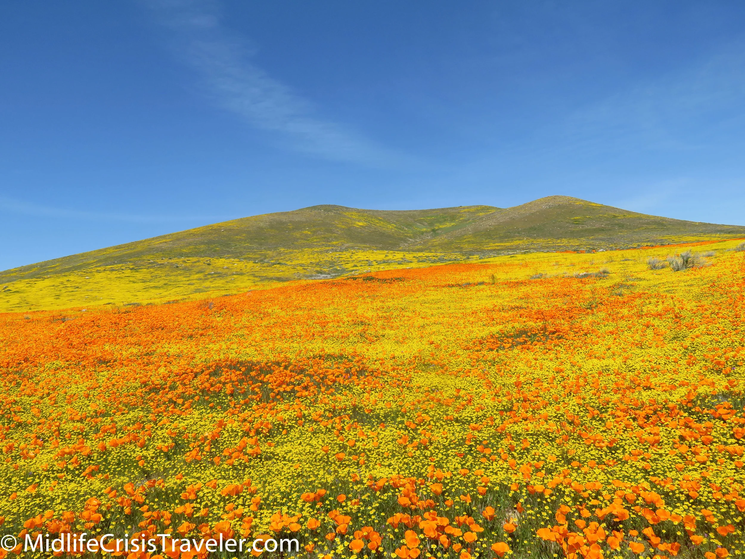 2019 Super Bloom-113.jpg
