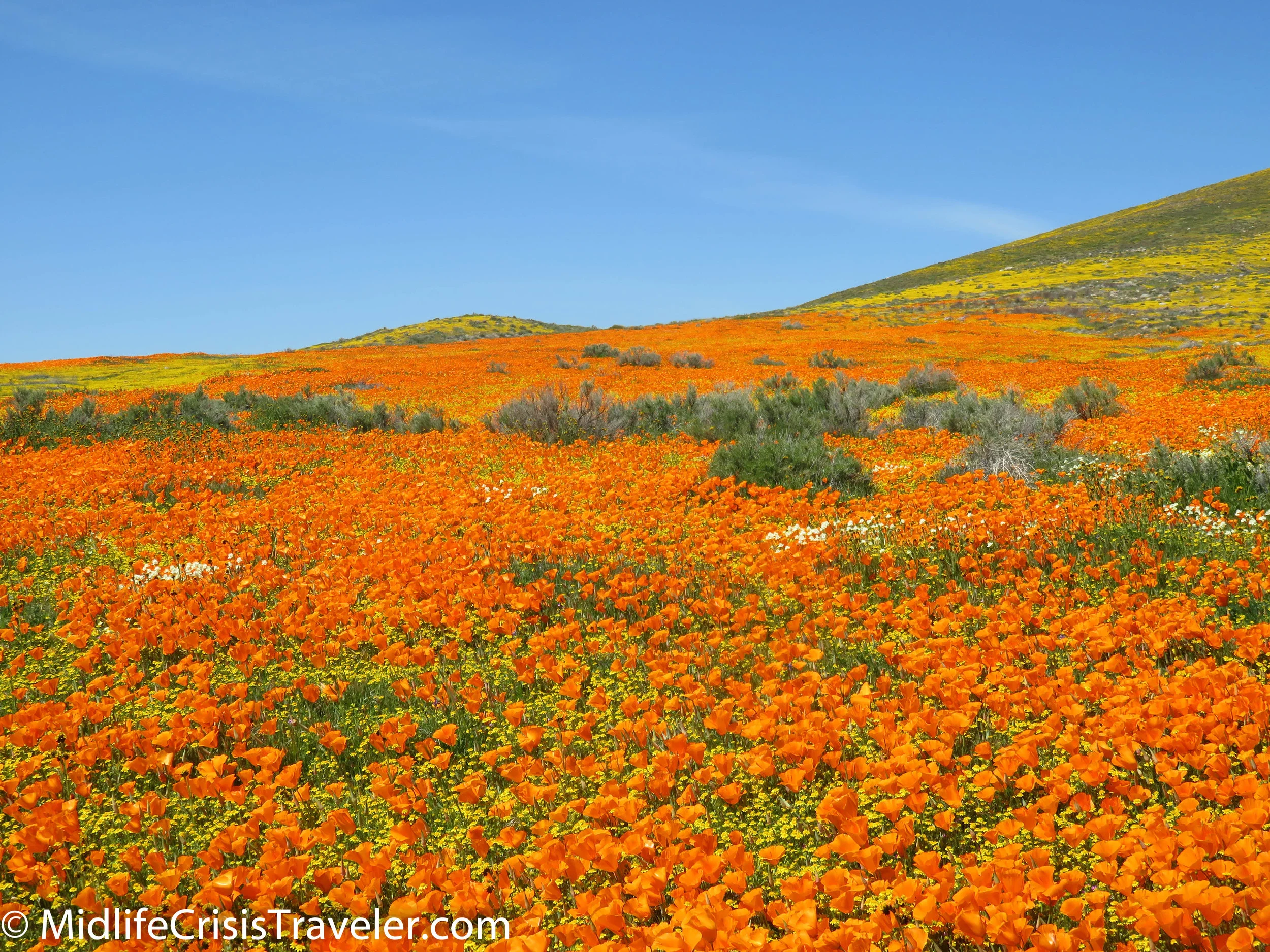2019 Super Bloom-110.jpg
