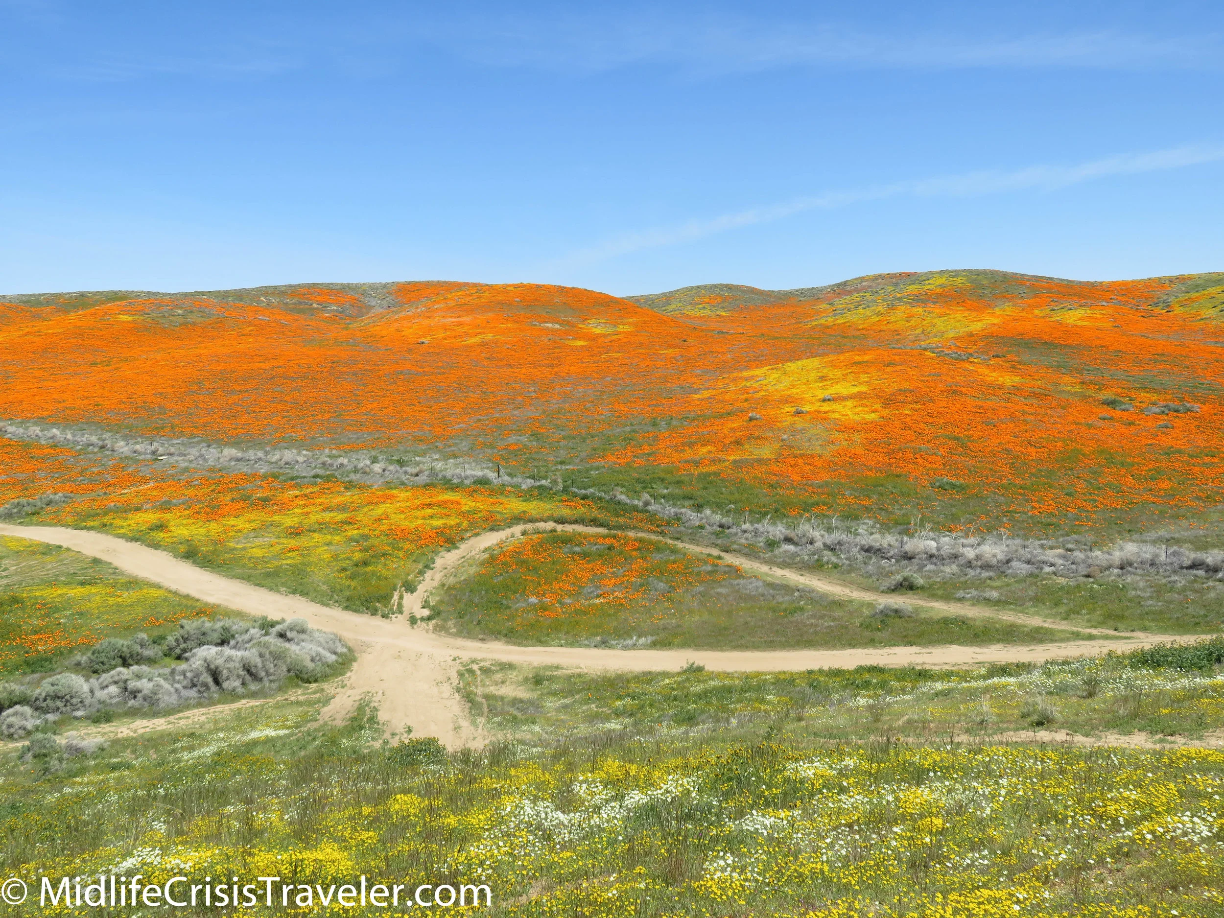 2019 Super Bloom-107.jpg