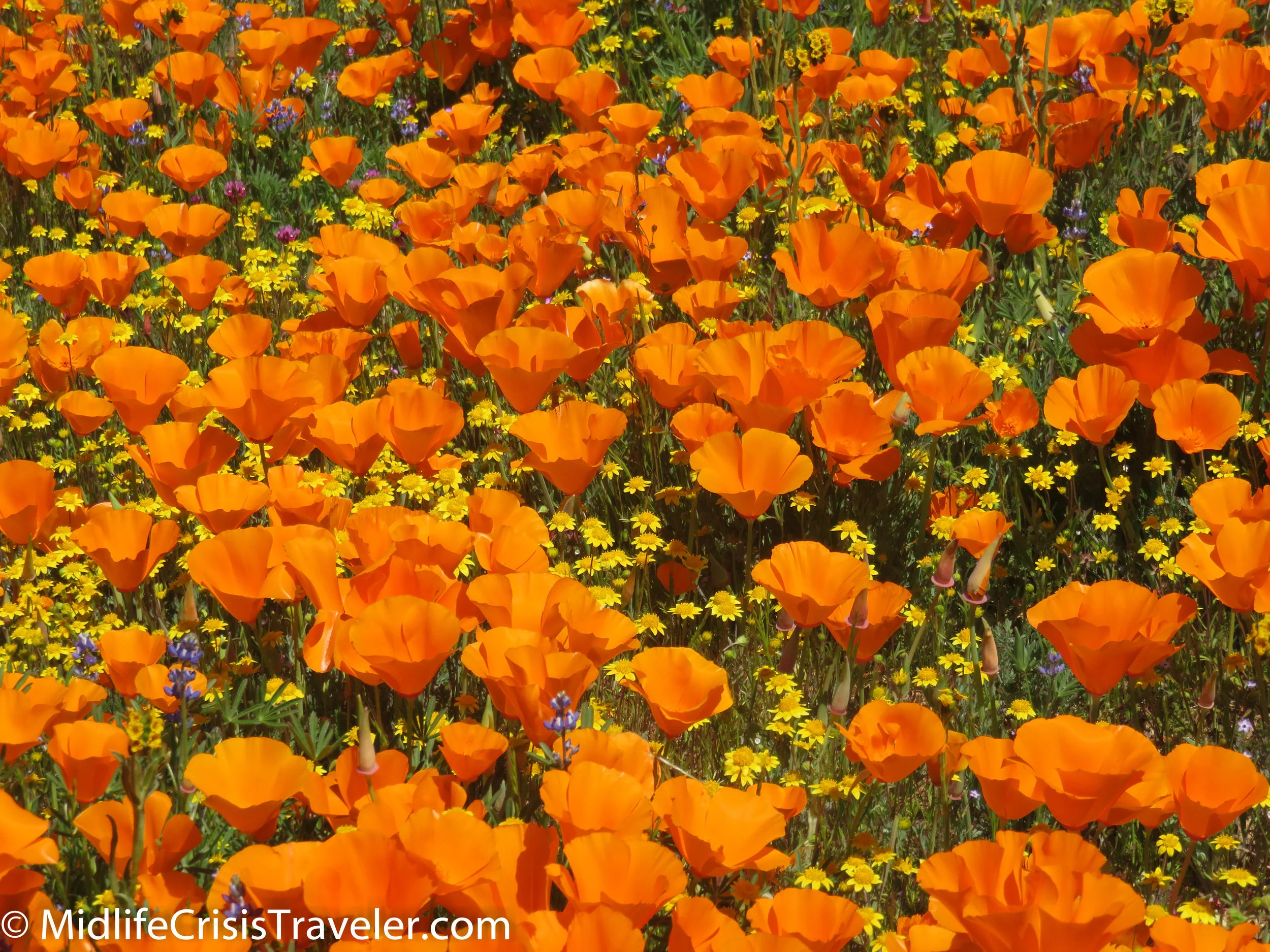 2019 Super Bloom-88.jpg