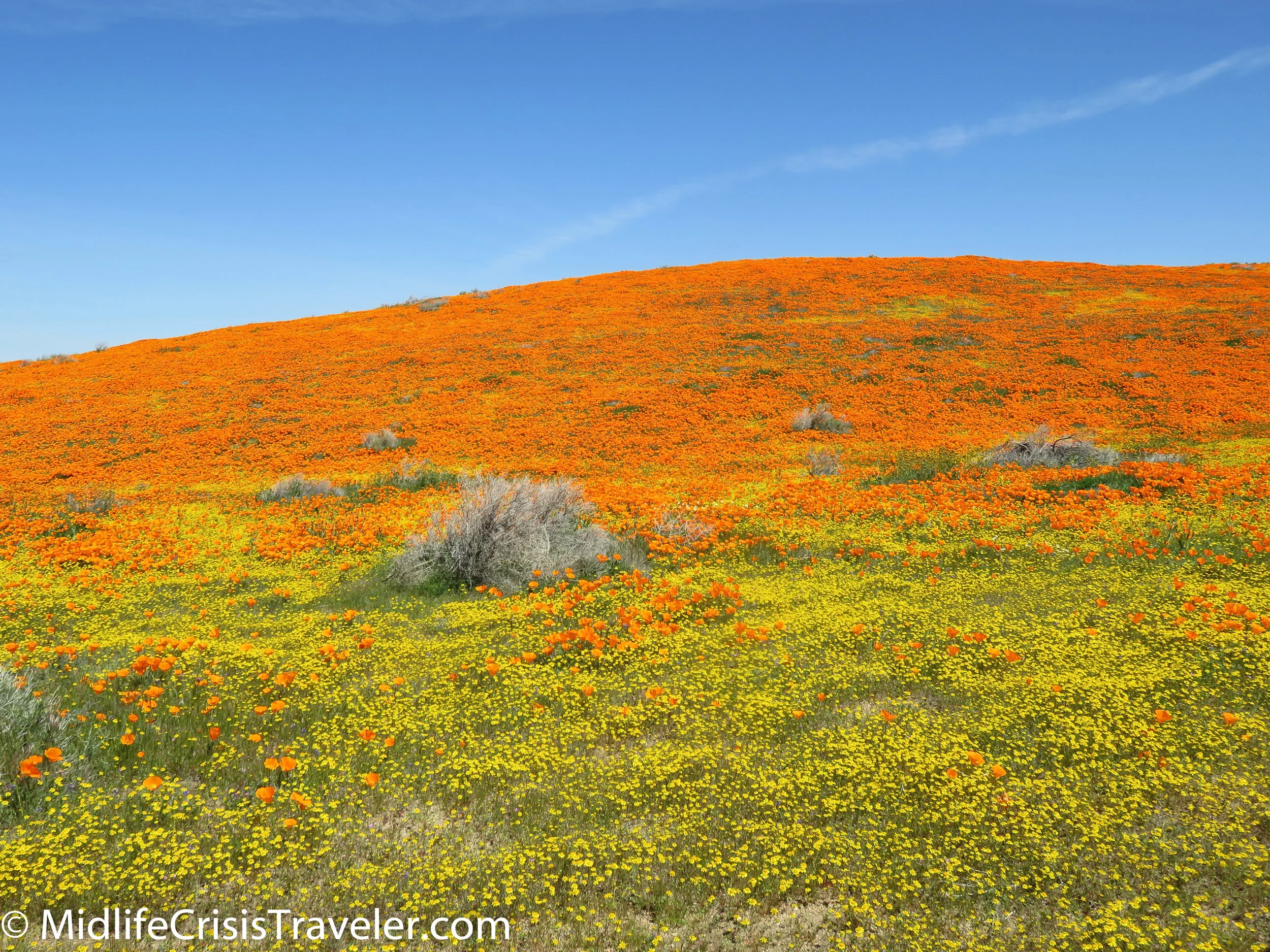 2019 Super Bloom-84.jpg