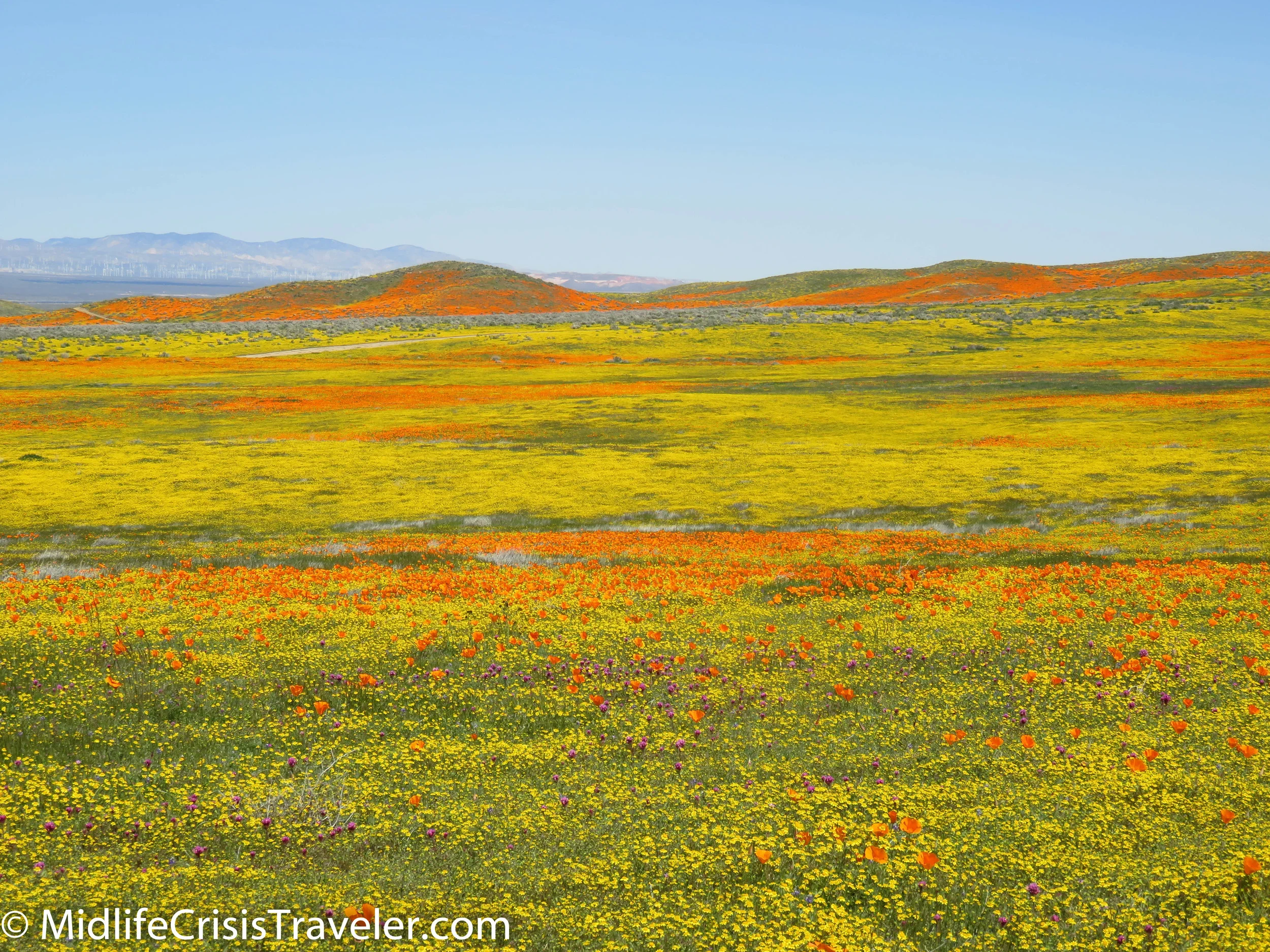 2019 Super Bloom-77.jpg