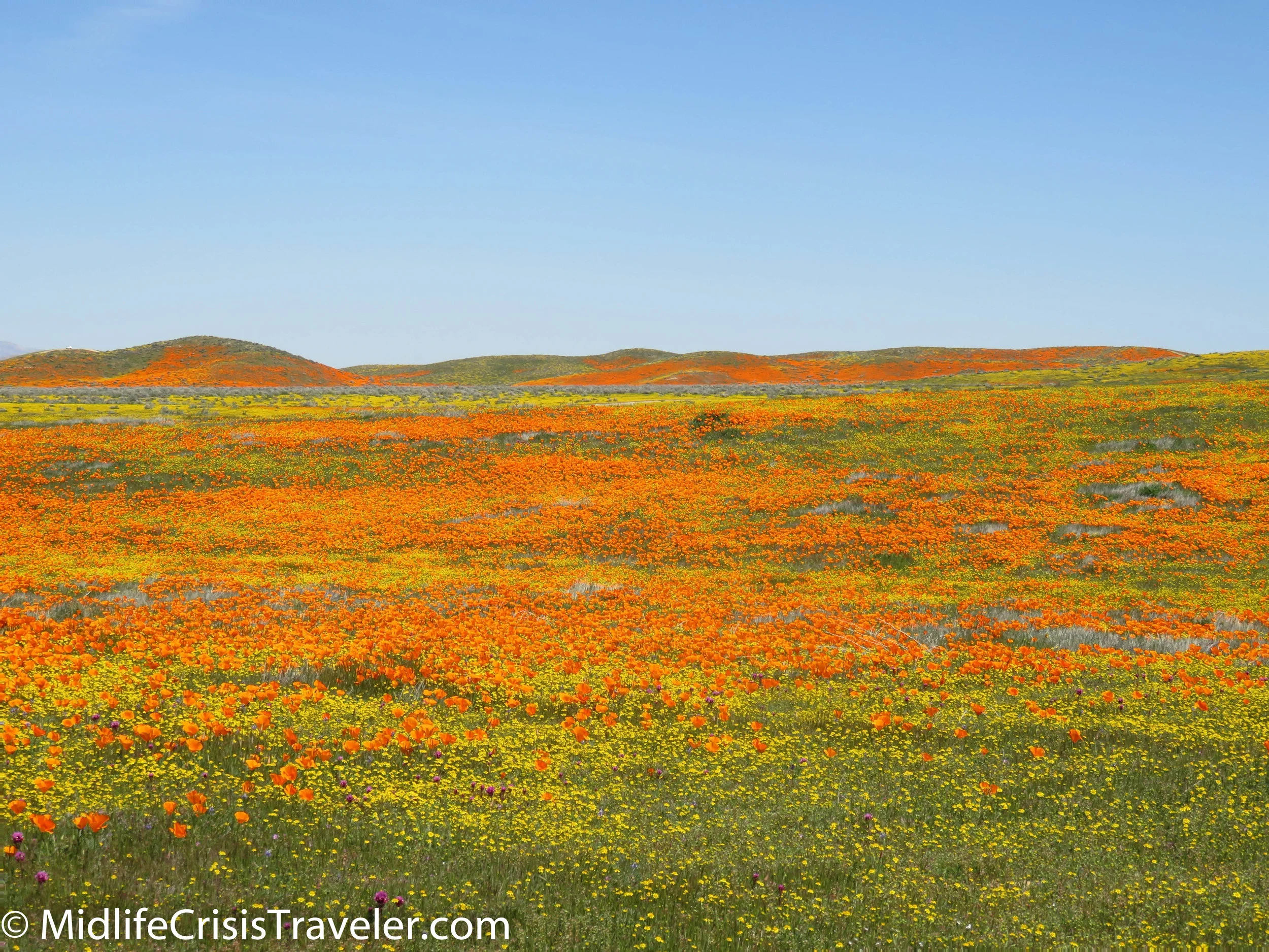2019 Super Bloom-74.jpg