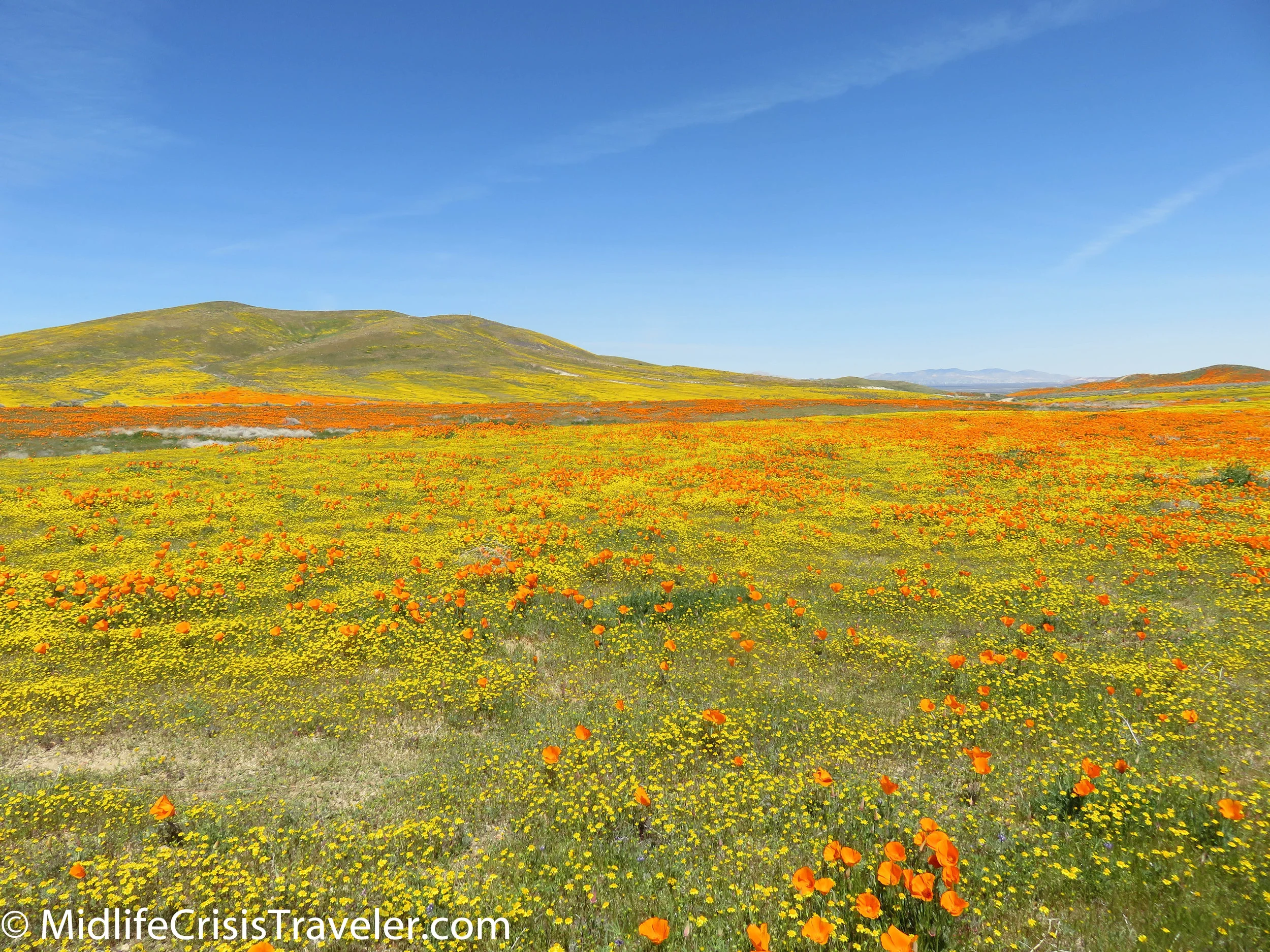 2019 Super Bloom-71.jpg
