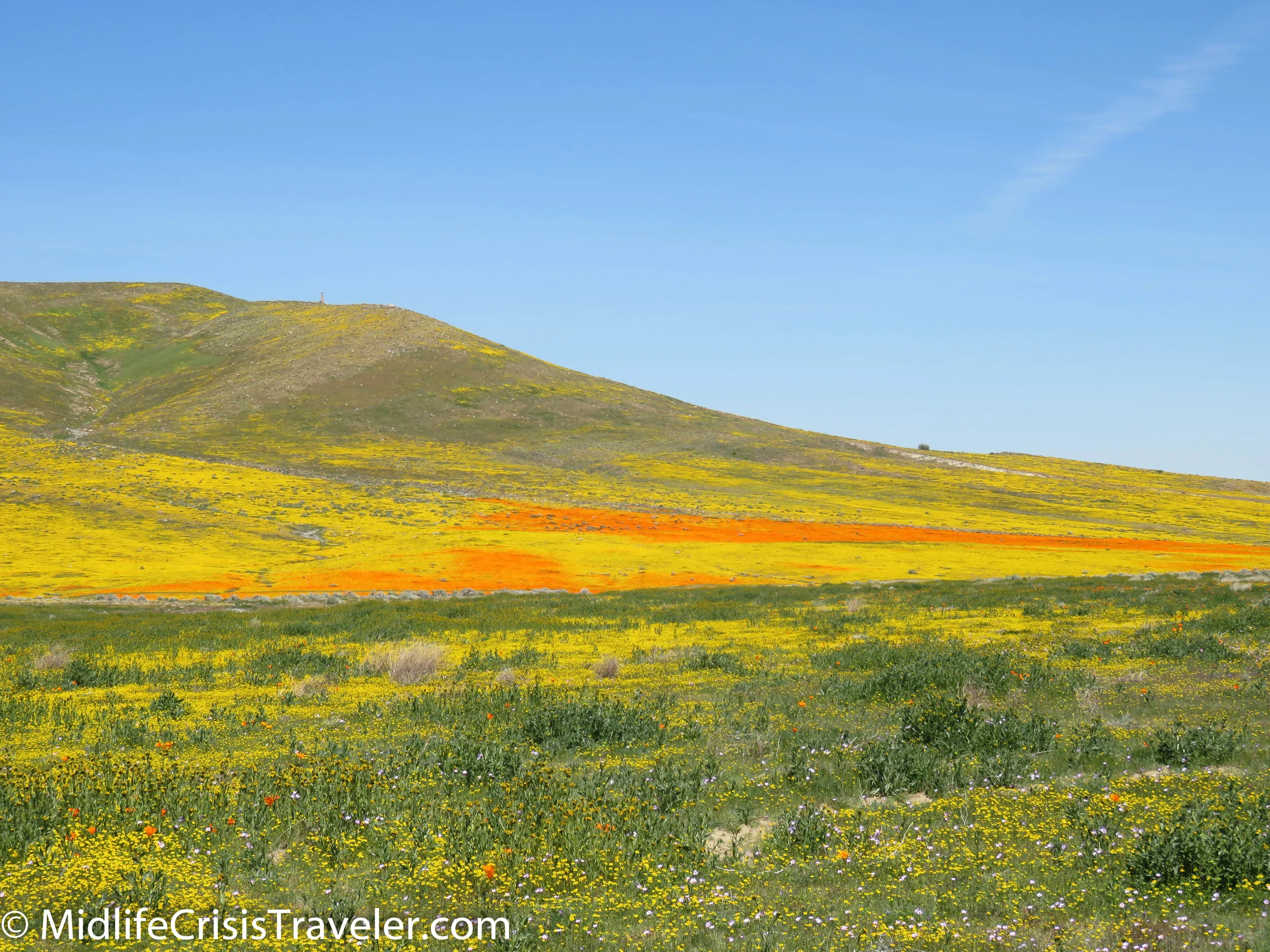 2019 Super Bloom-65.jpg