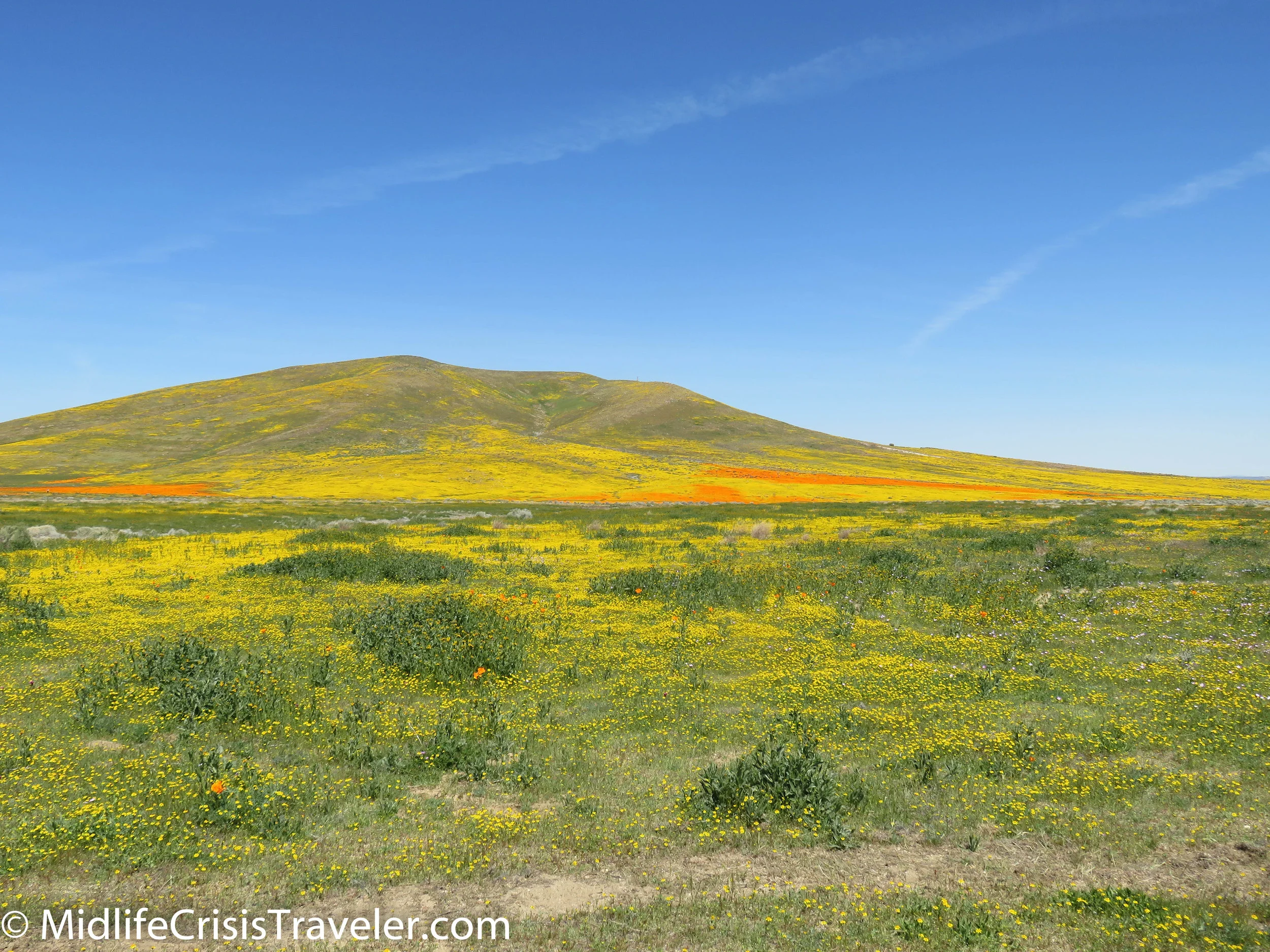 2019 Super Bloom-63.jpg