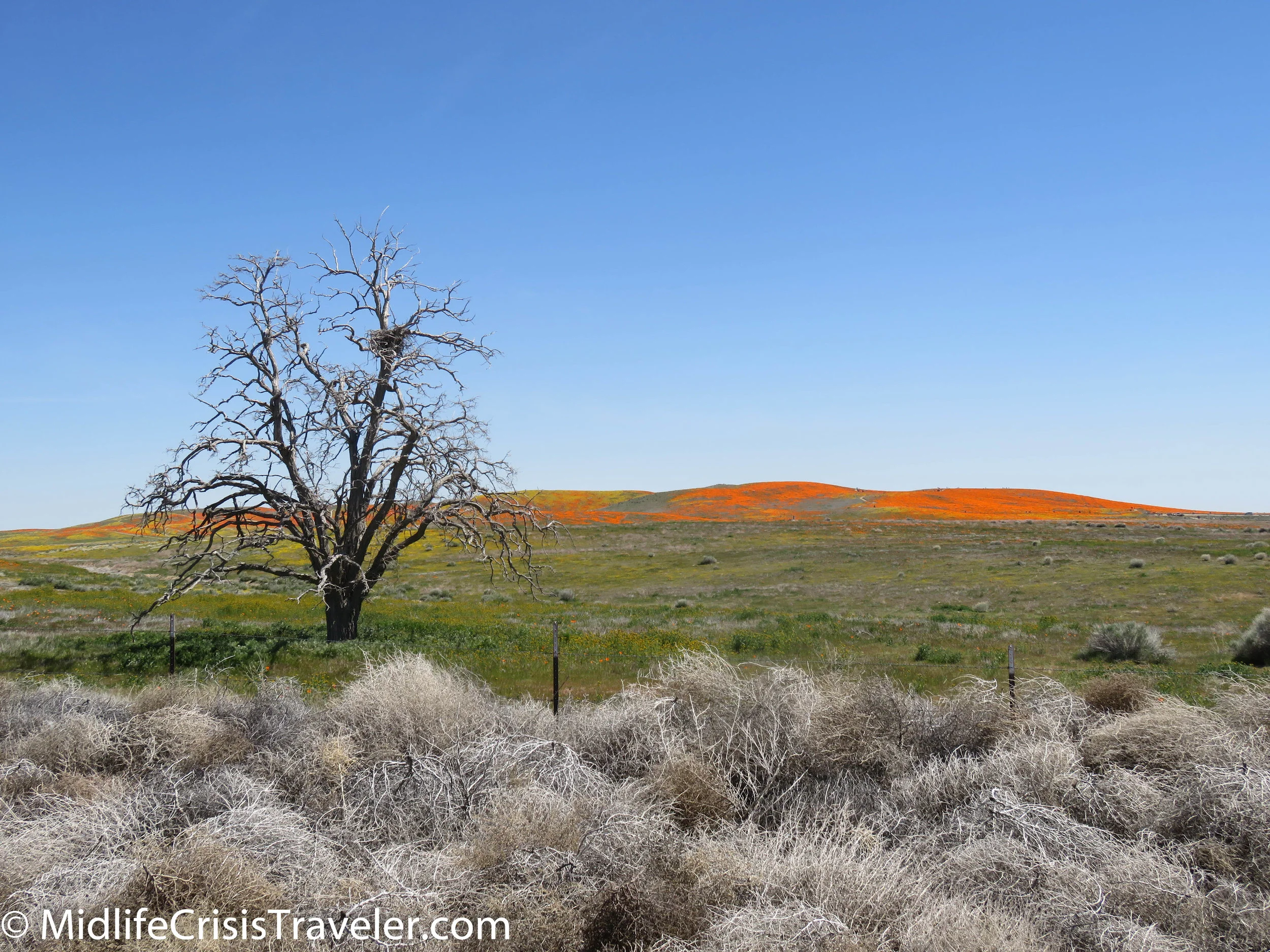 2019 Super Bloom-58.jpg