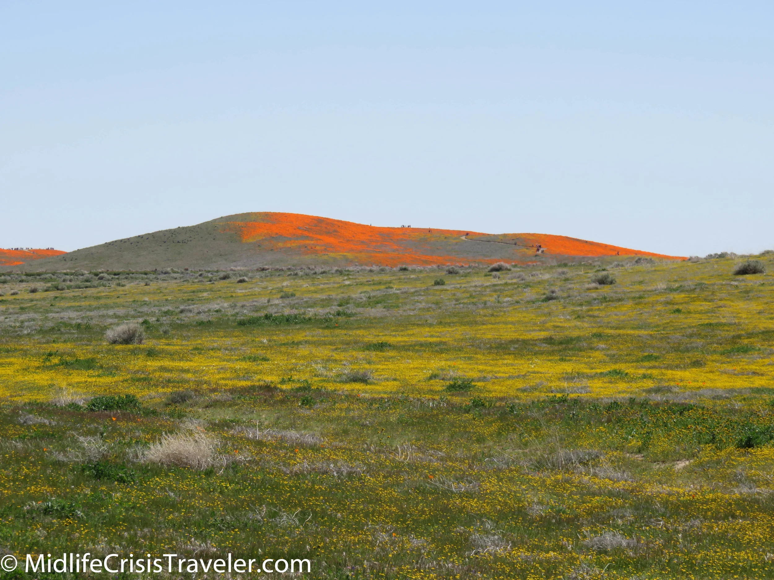 2019 Super Bloom-53.jpg