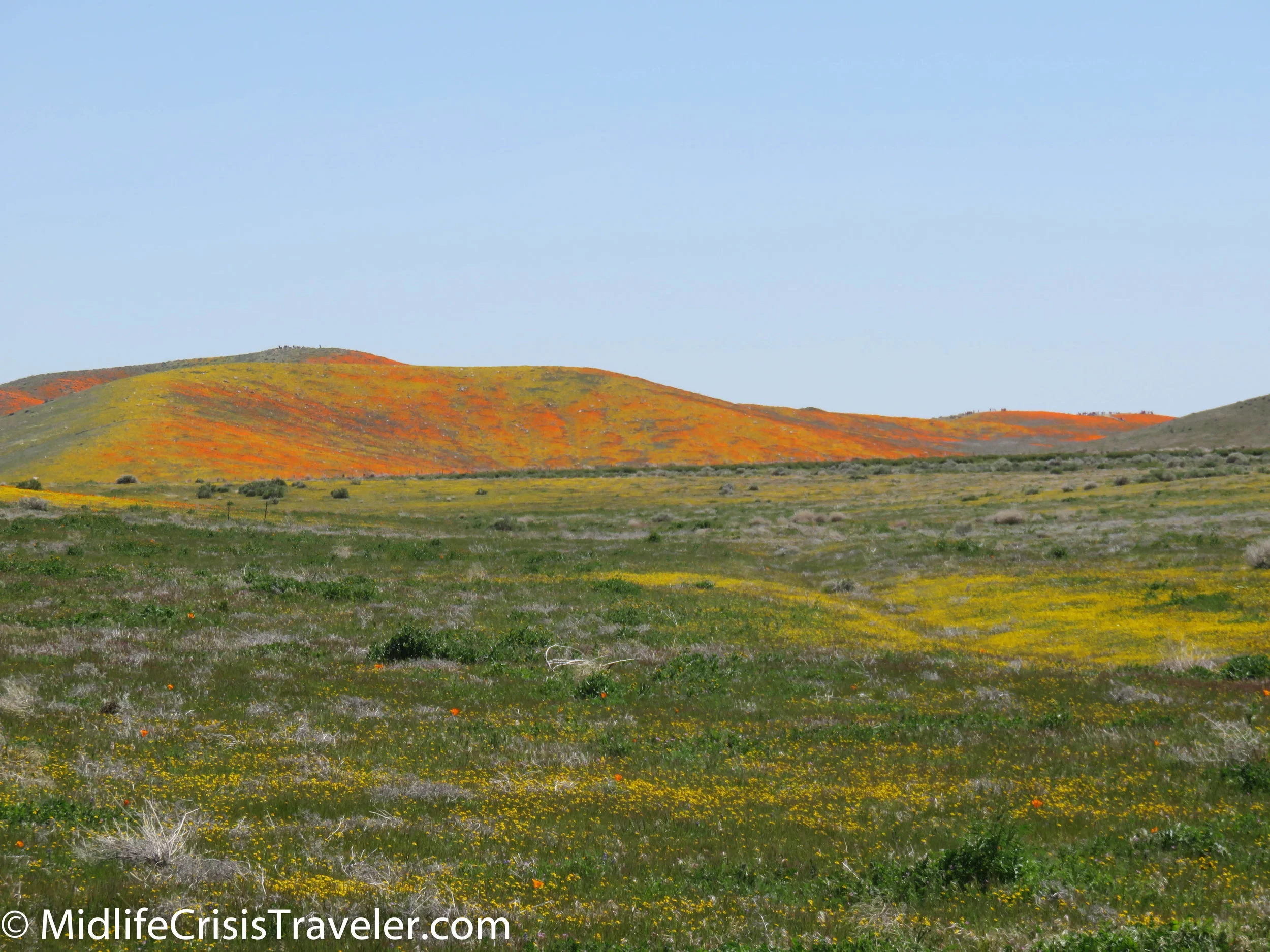 2019 Super Bloom-52.jpg