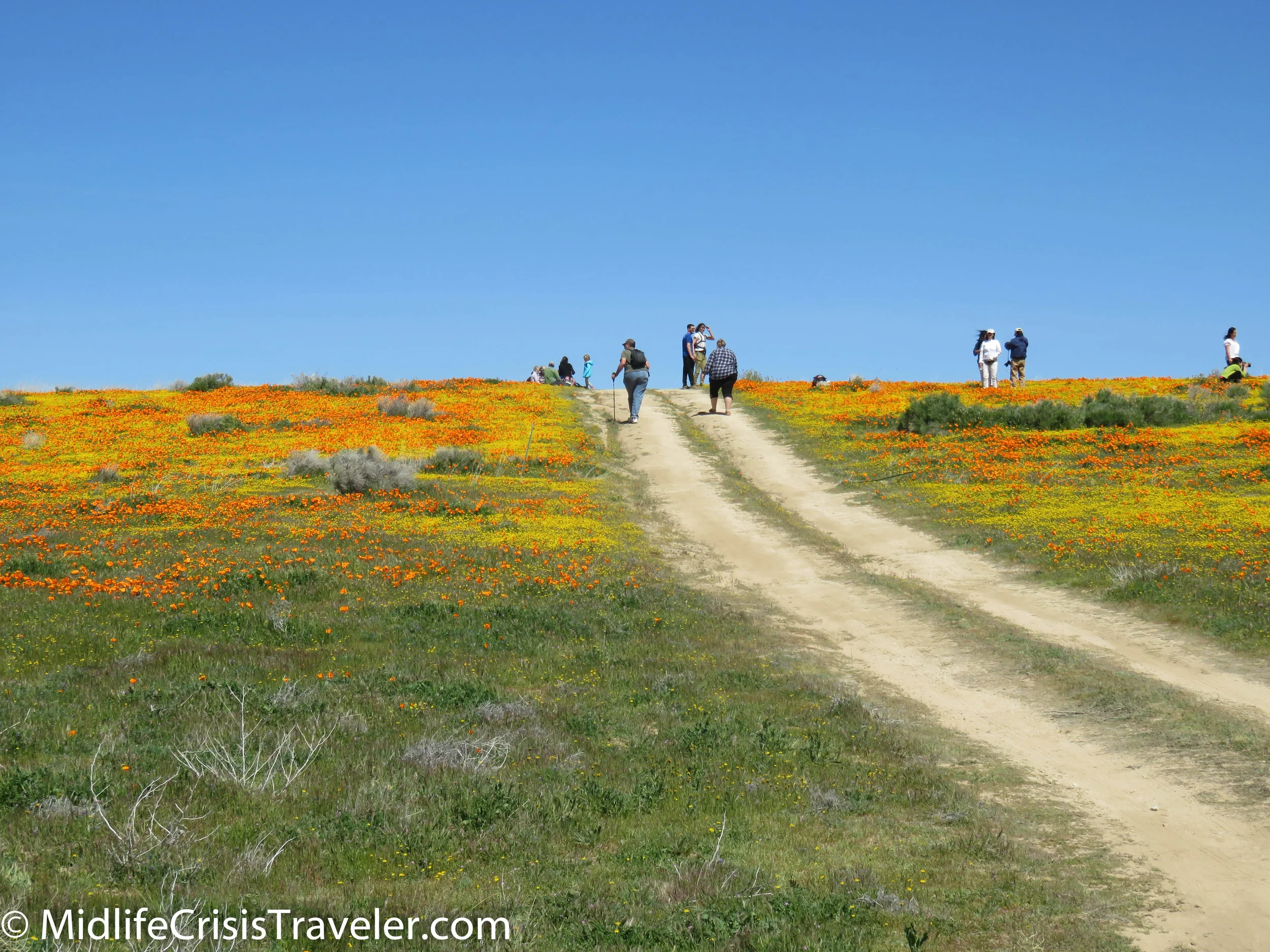 2019 Super Bloom-48.jpg