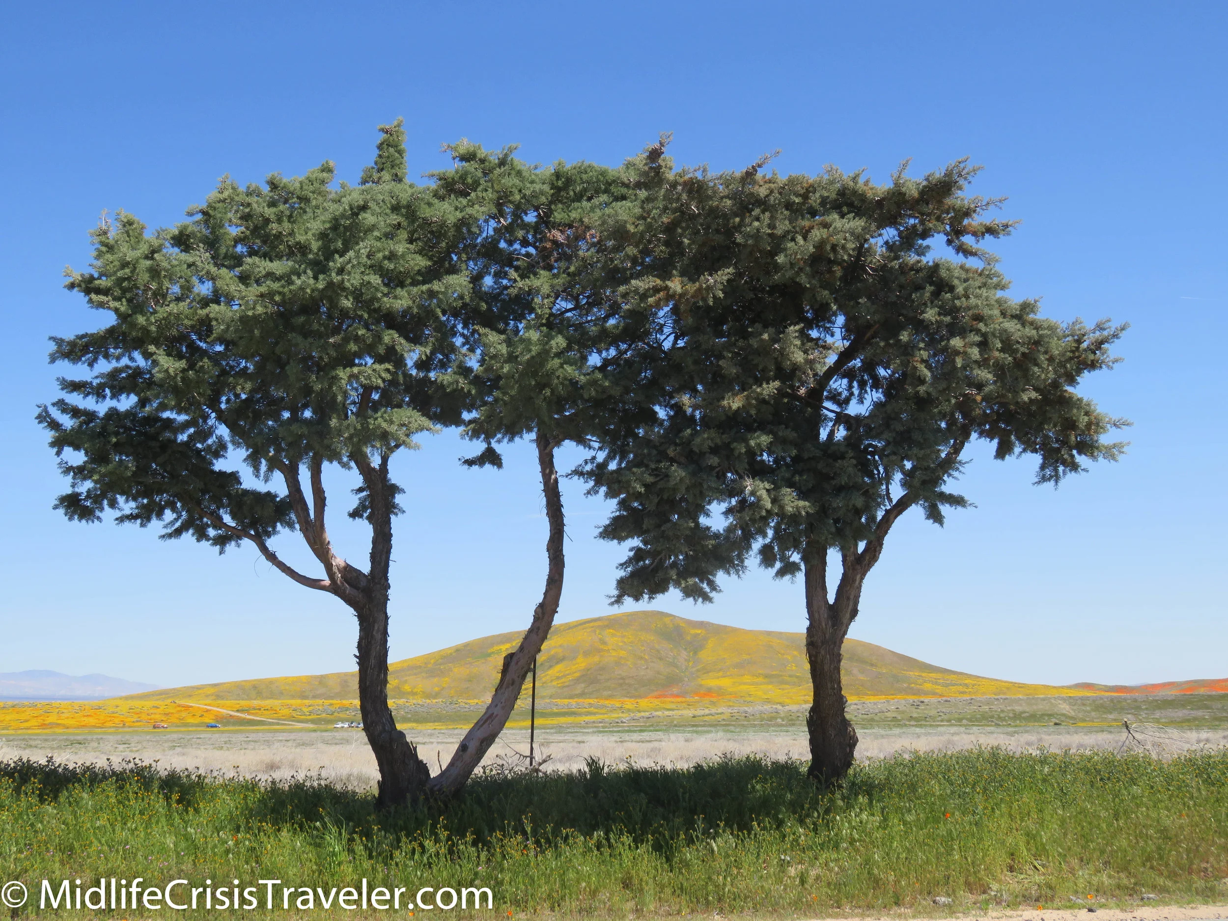 2019 Super Bloom-45.jpg