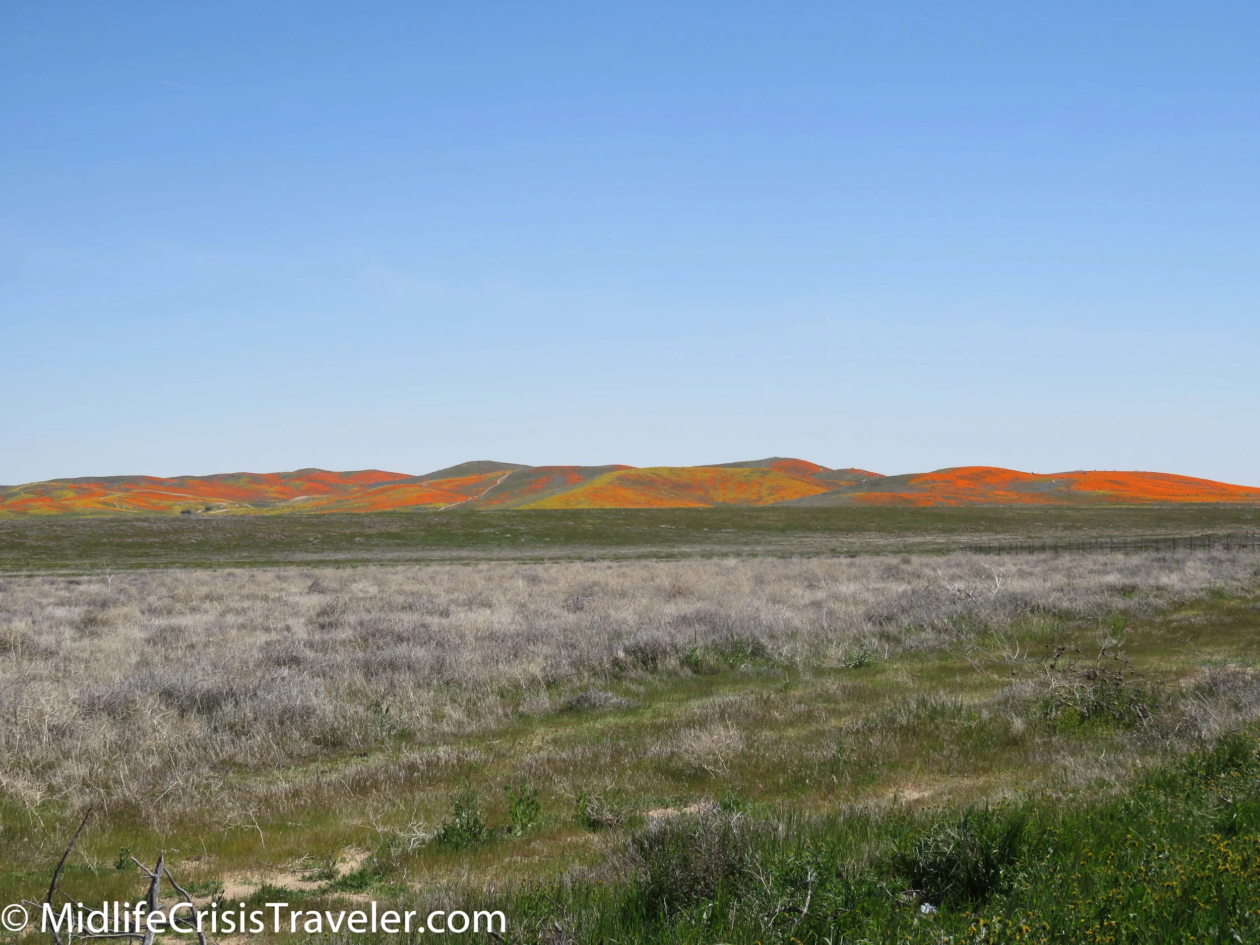 2019 Super Bloom-44.jpg