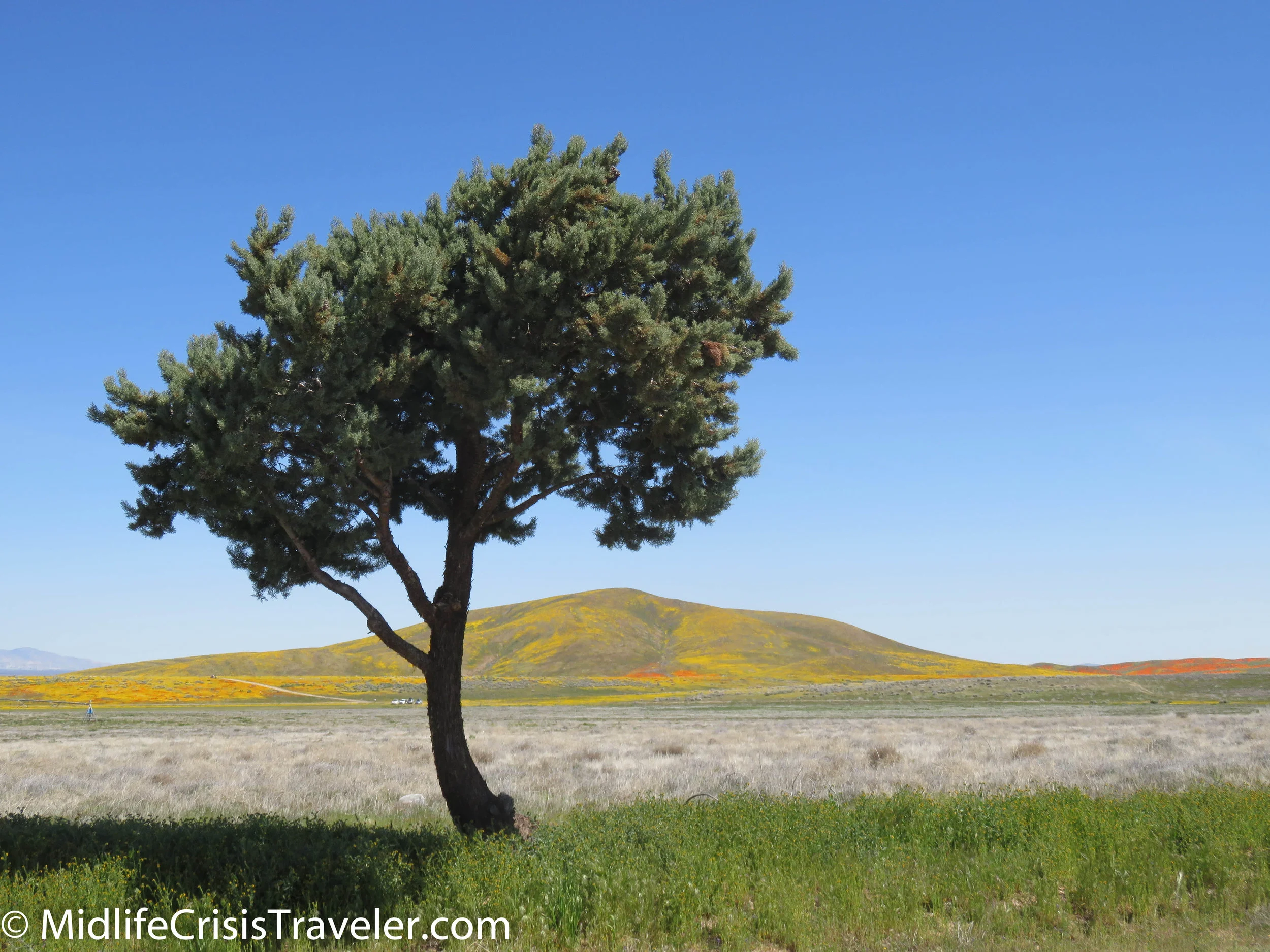 2019 Super Bloom-43.jpg