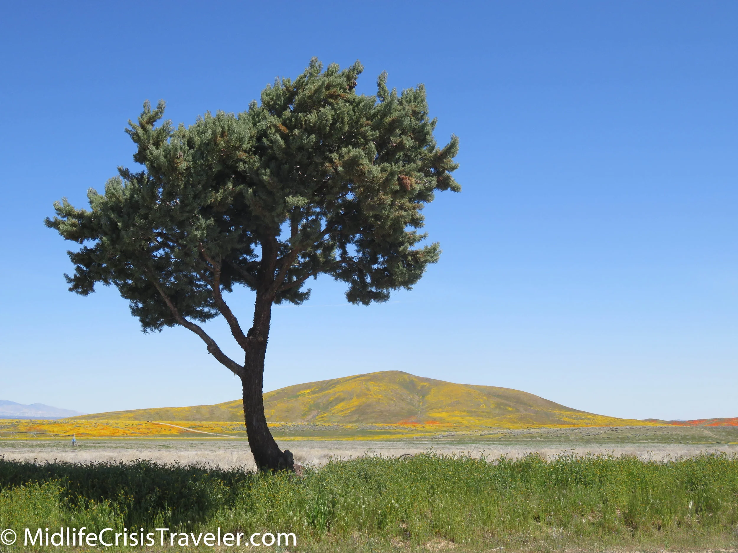 2019 Super Bloom-42.jpg