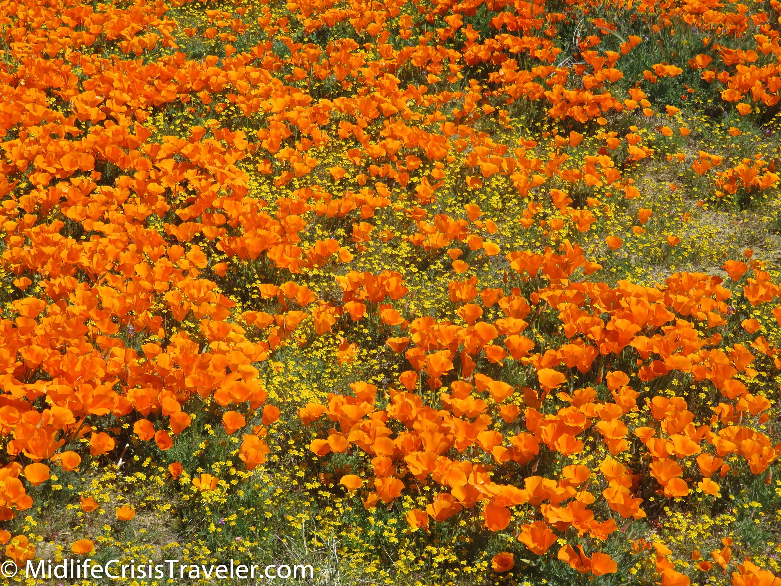 2019 Super Bloom-36.jpg