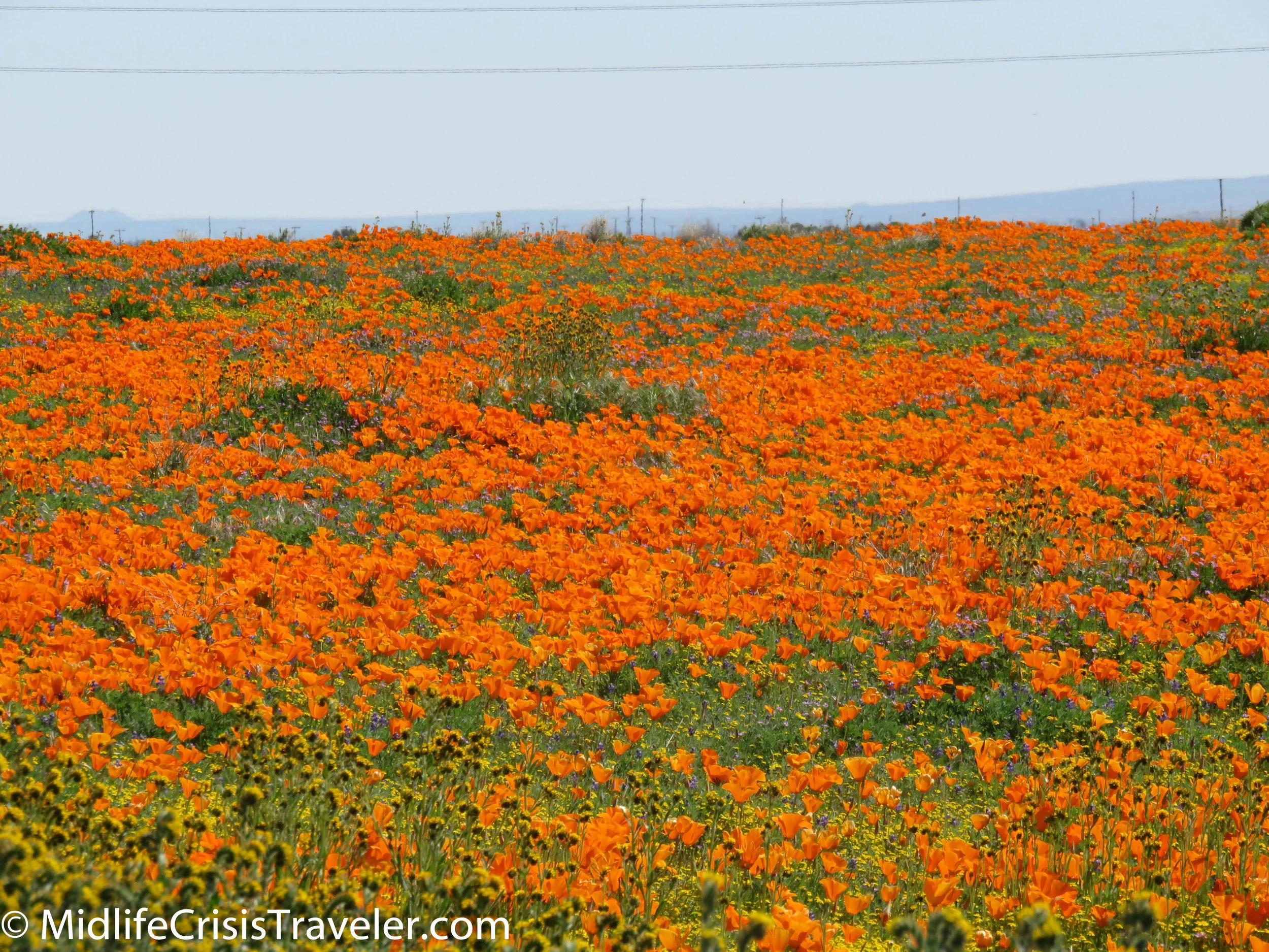 2019 Super Bloom-25.jpg