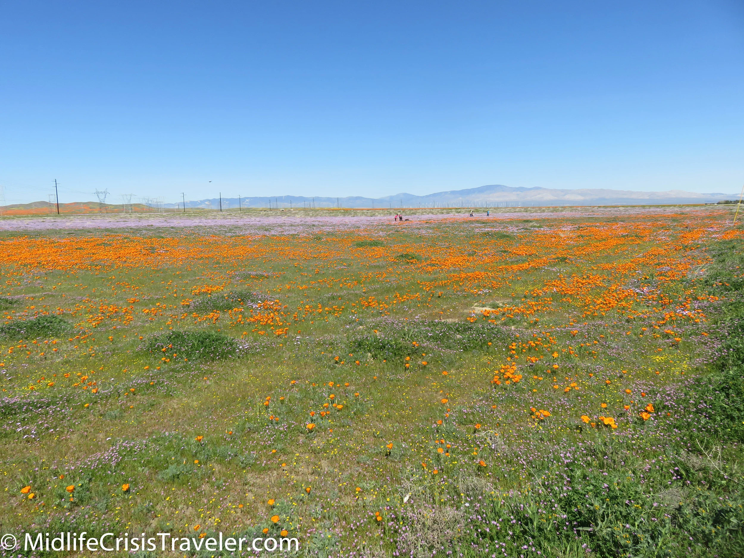 2019 Super Bloom-18.jpg