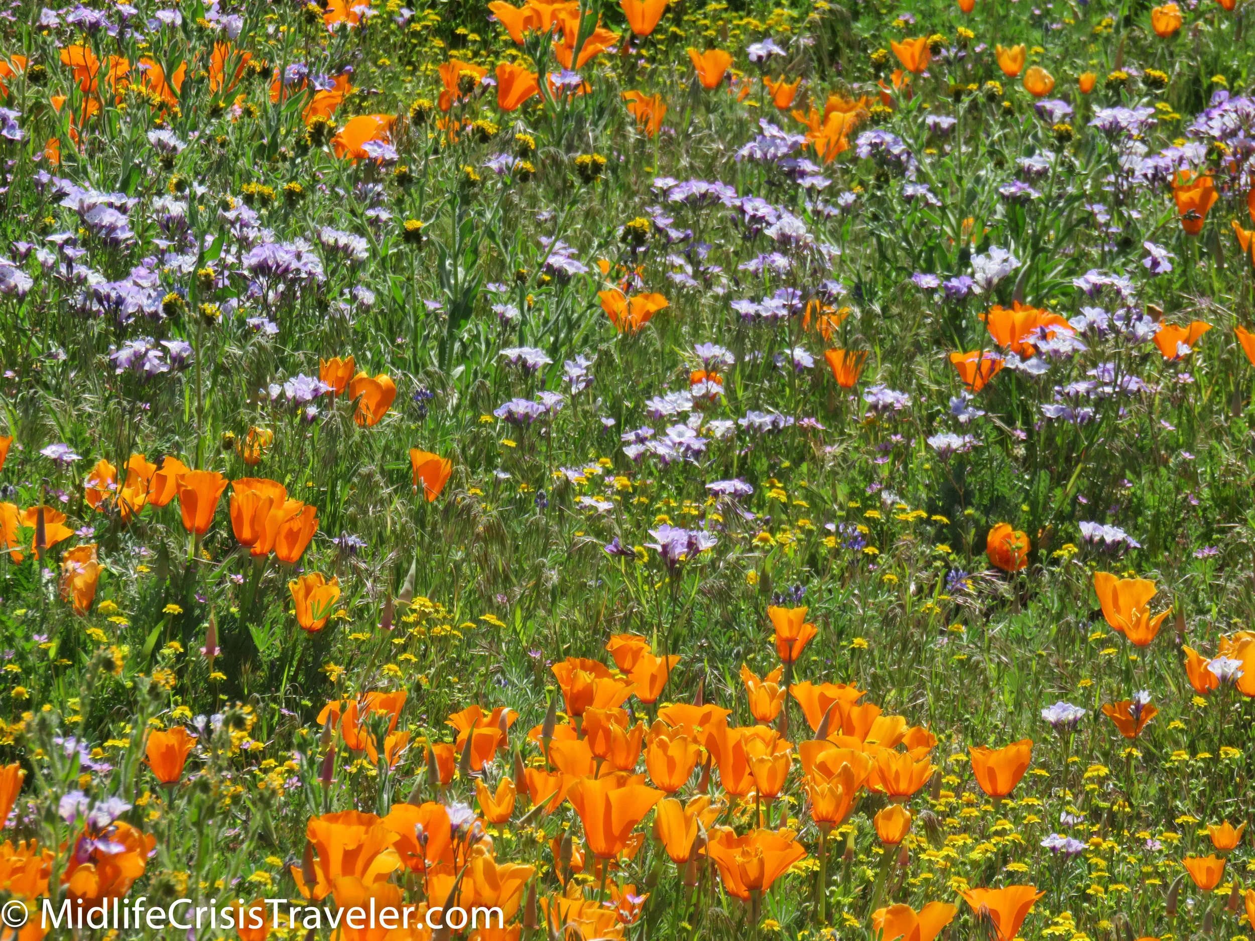2019 Super Bloom-16.jpg