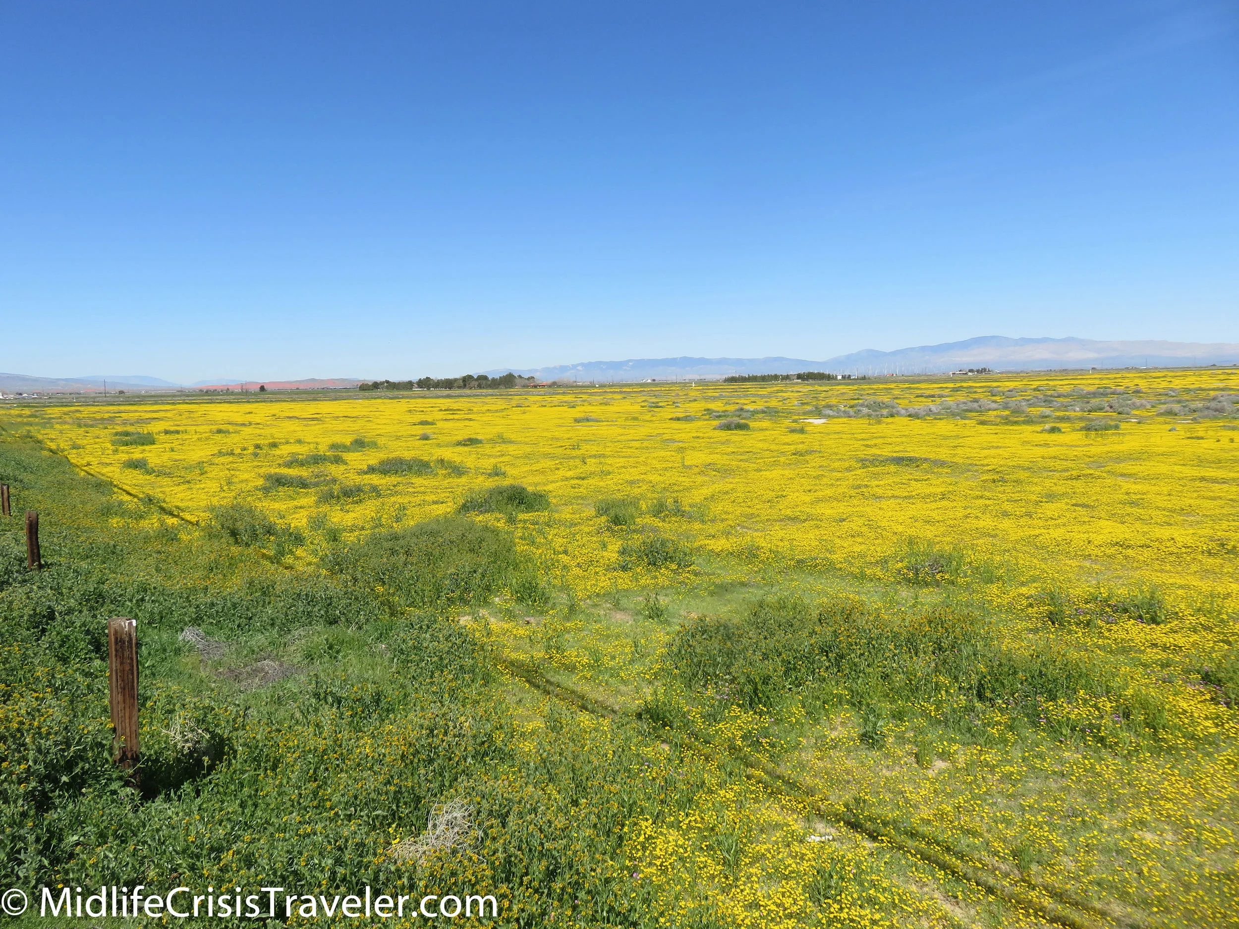 2019 Super Bloom-4.jpg