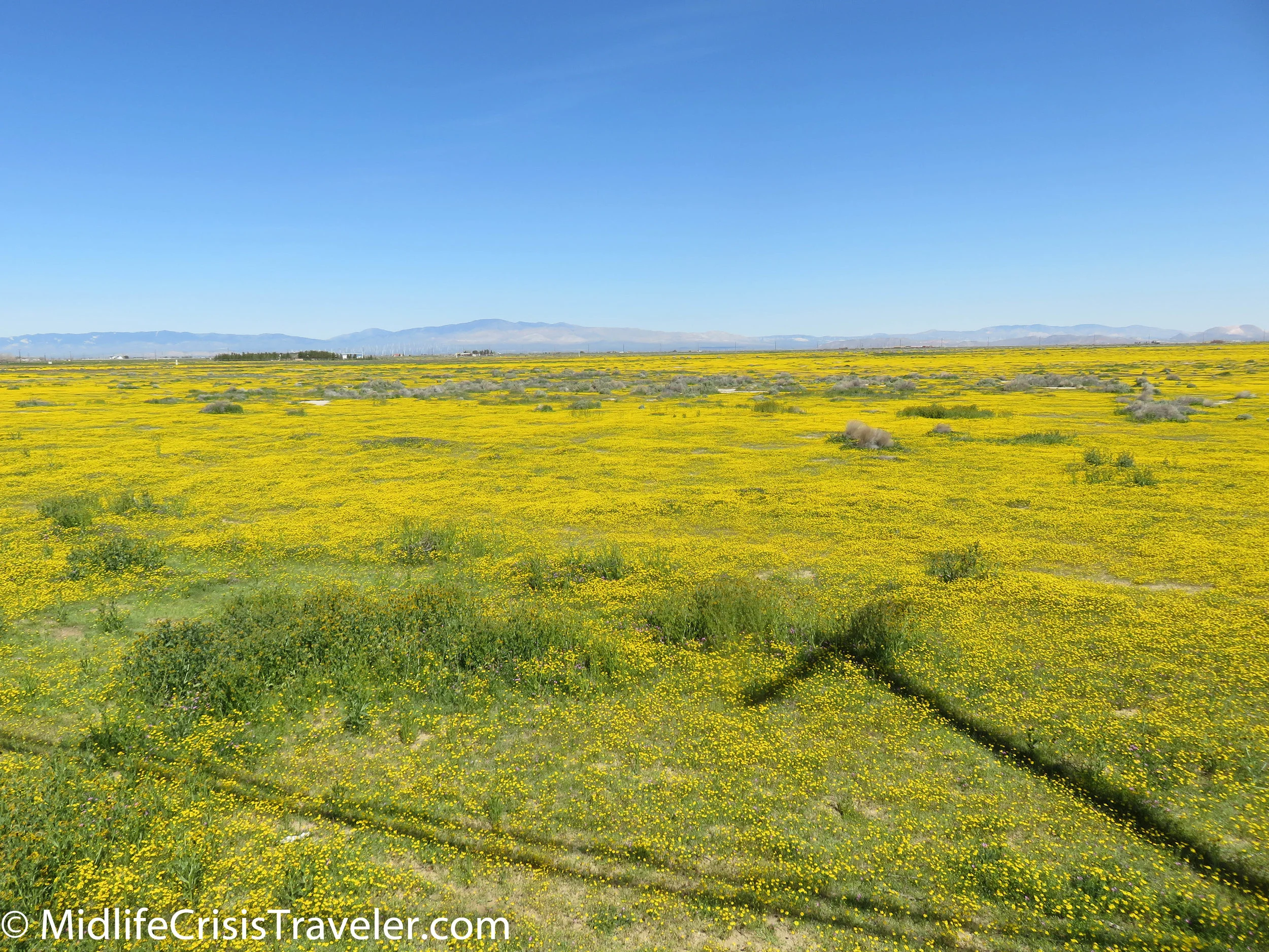 2019 Super Bloom-3.jpg
