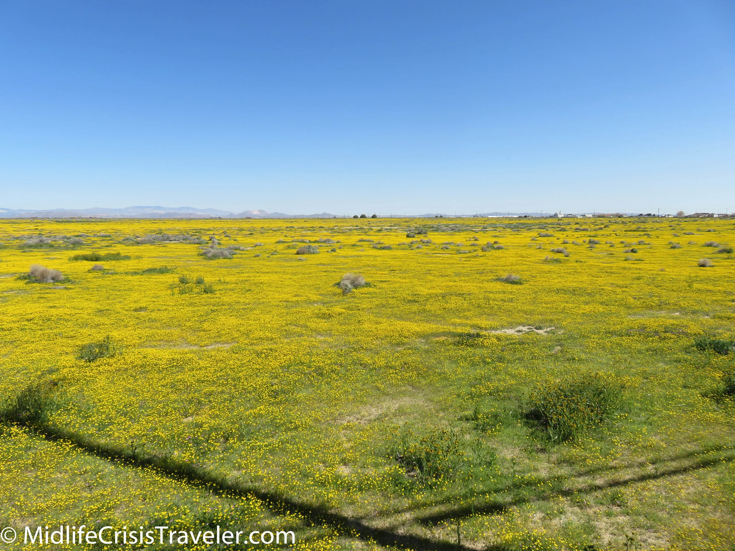 2019 Super Bloom-2.jpg