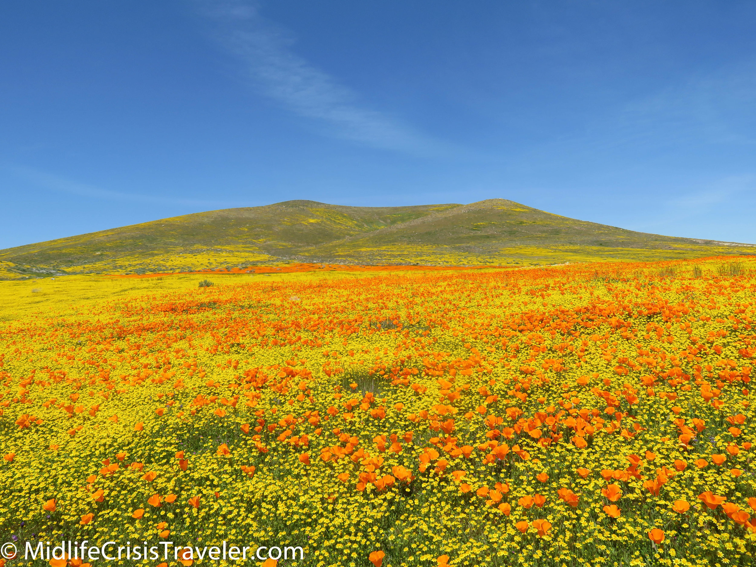 Antelope Valley Poppy Reserve State Park