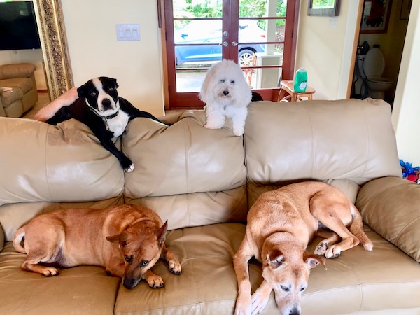 Rollie (top left). Me (top right). Ginger (bottom left). Koa (bottom right). Niki was hiding in the bathroom.