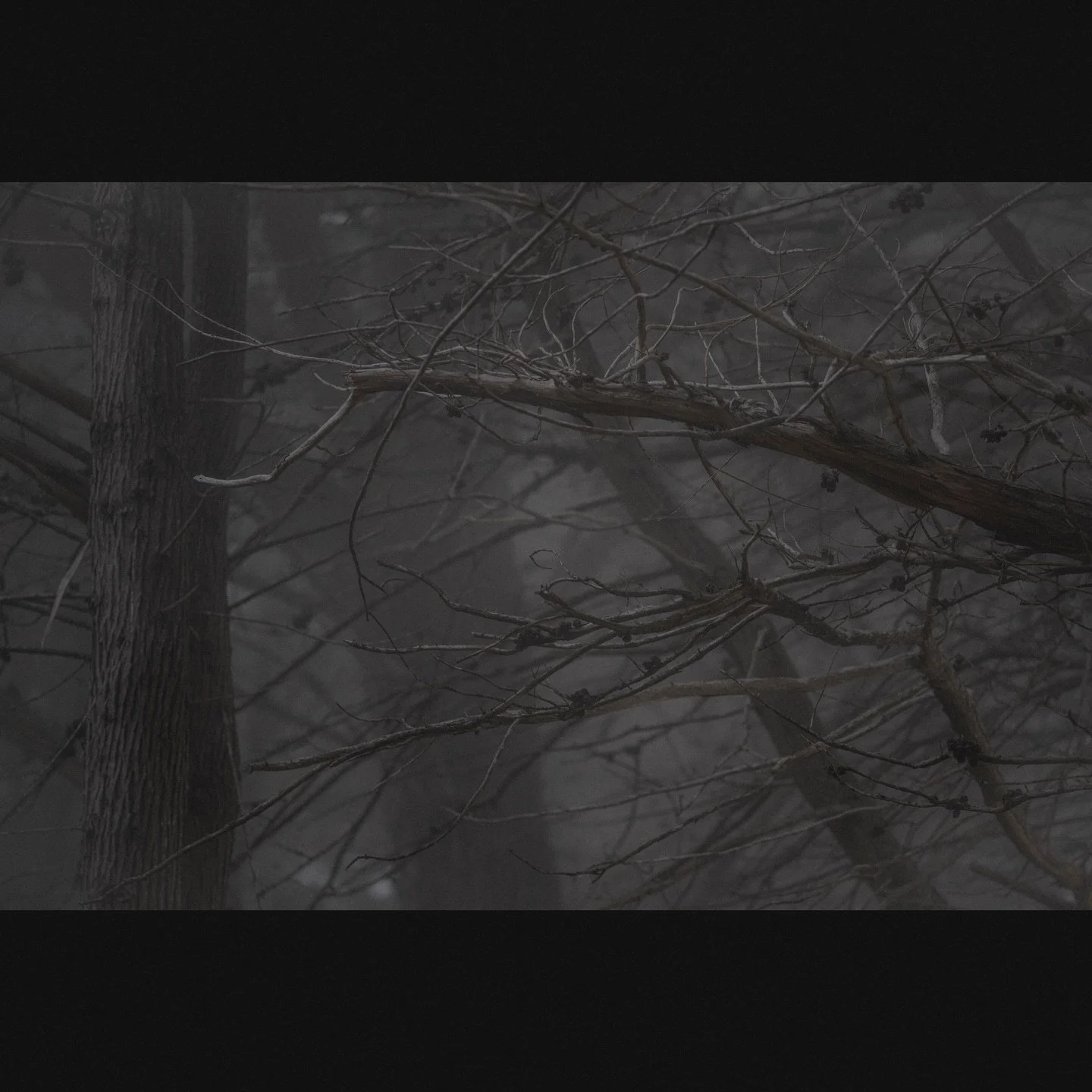 Untitled, Big Sur, 2024