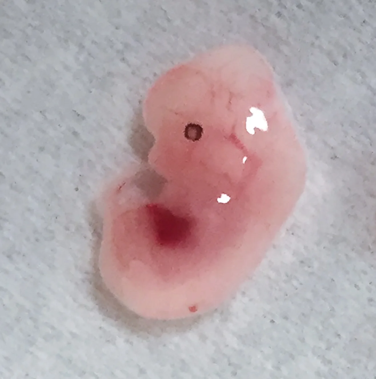 Figure 3c.jpg
