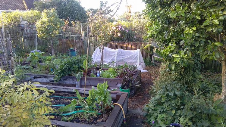 Tricia Thompsons Garden.jpg