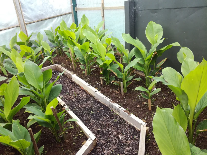 Barbara McPhilips - Tumeric web.jpg