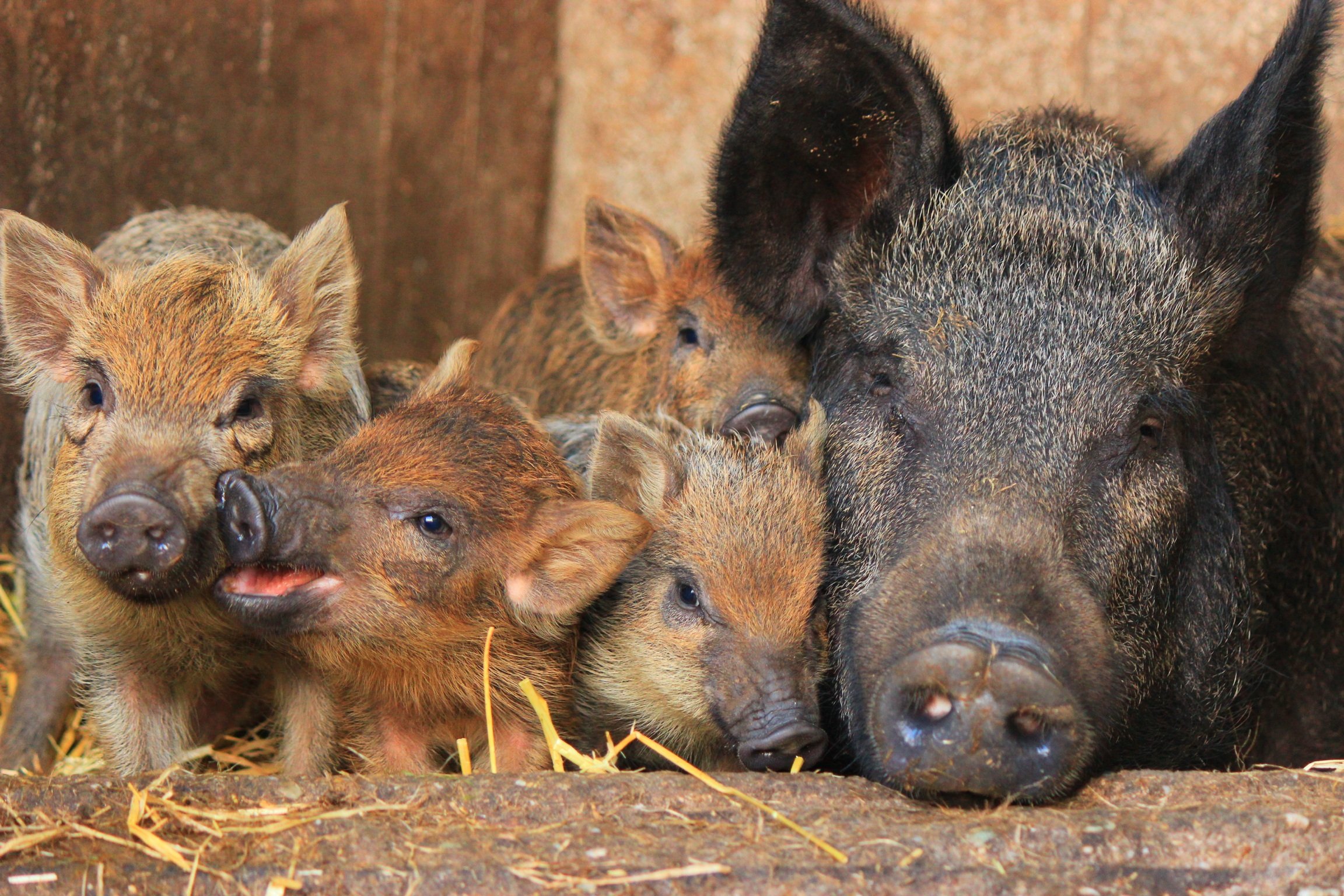 Avonstour Island European wild sow and litter - John Earney - Avonstour Island.JPG