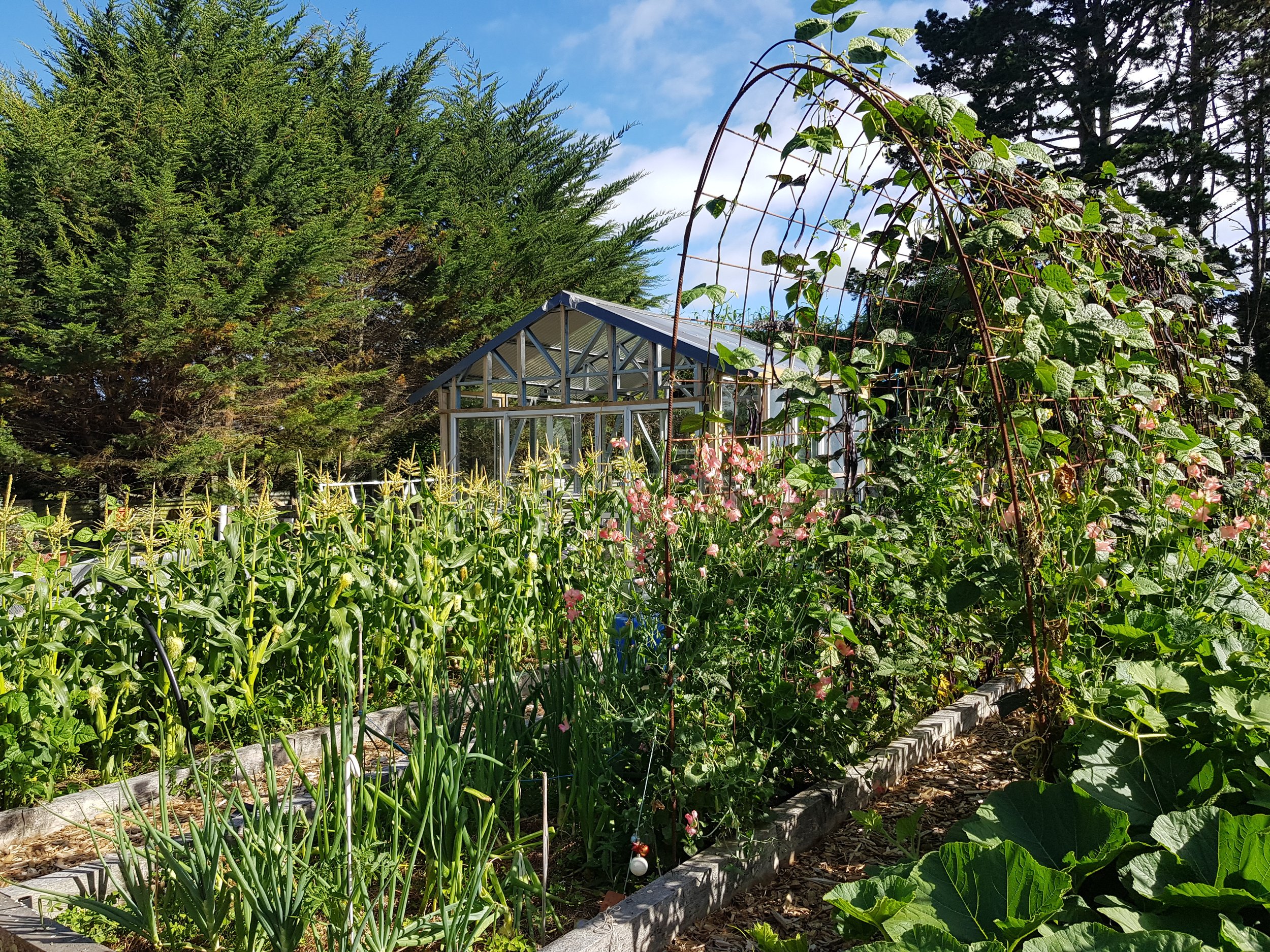 Edible Estate corn (1).jpg