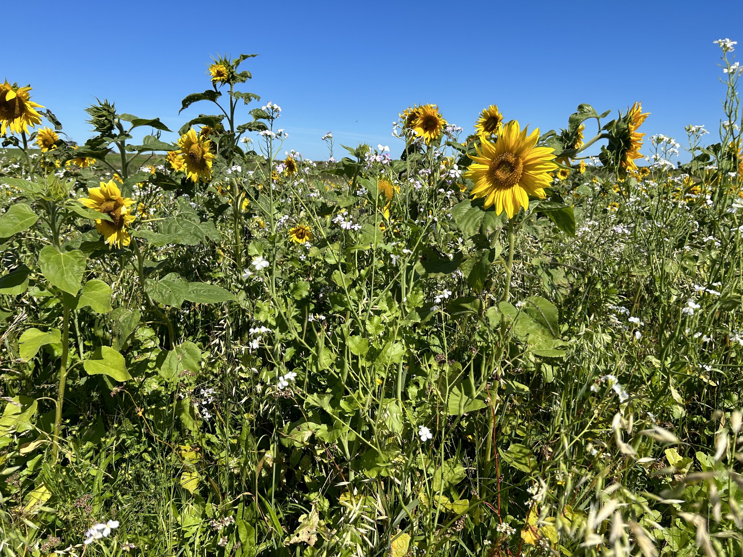 Shorland farm sunflowers - Kenneth Short.jpg