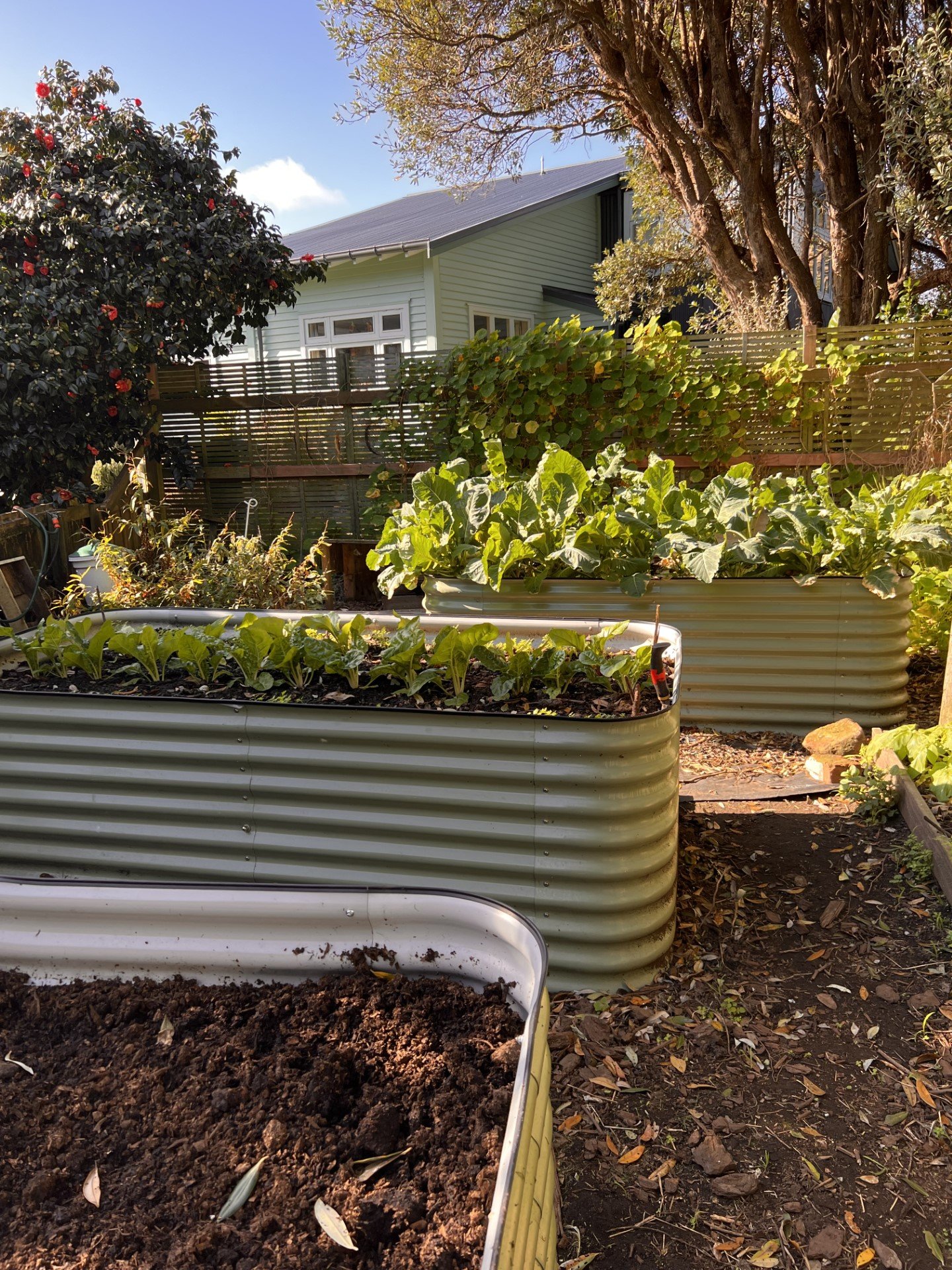 Vivs garden - Age proofing the home vege garden - sbt23.jpeg